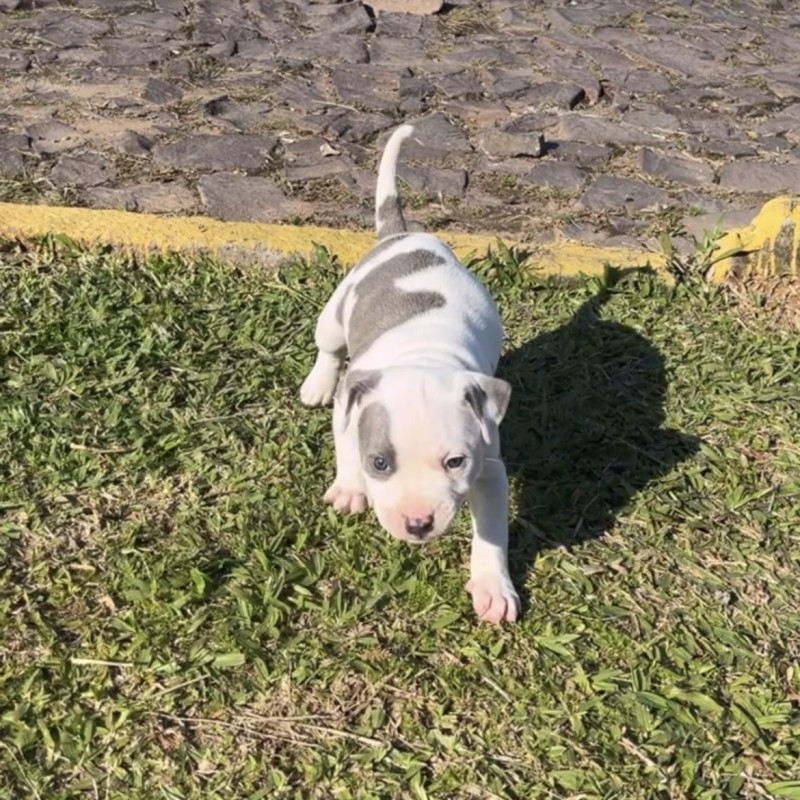 Filhote de Pitbull - Foto 2