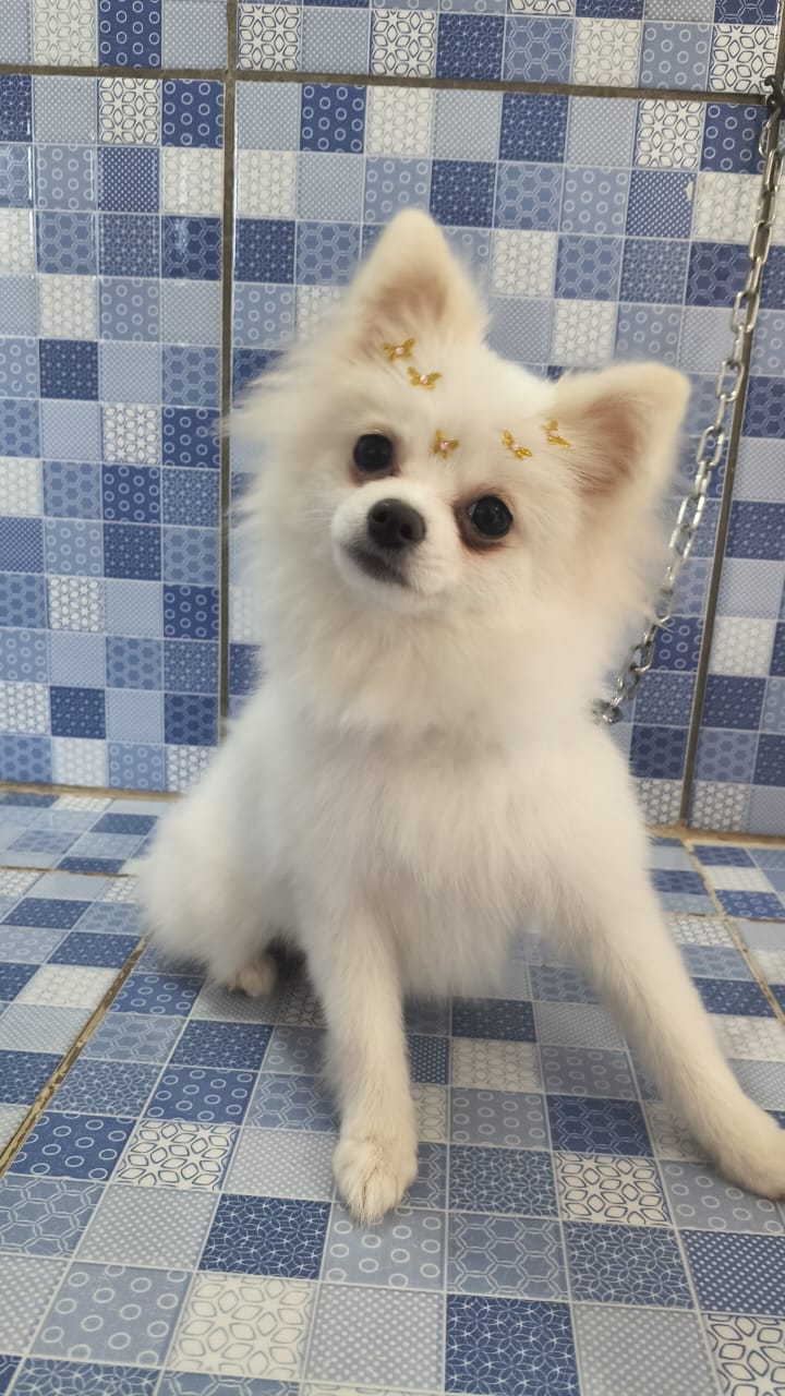 Vendo fêmea lulu da Pomerânia anã 