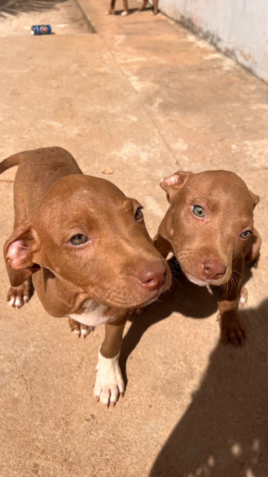 Vende-se filhote de pitbull
