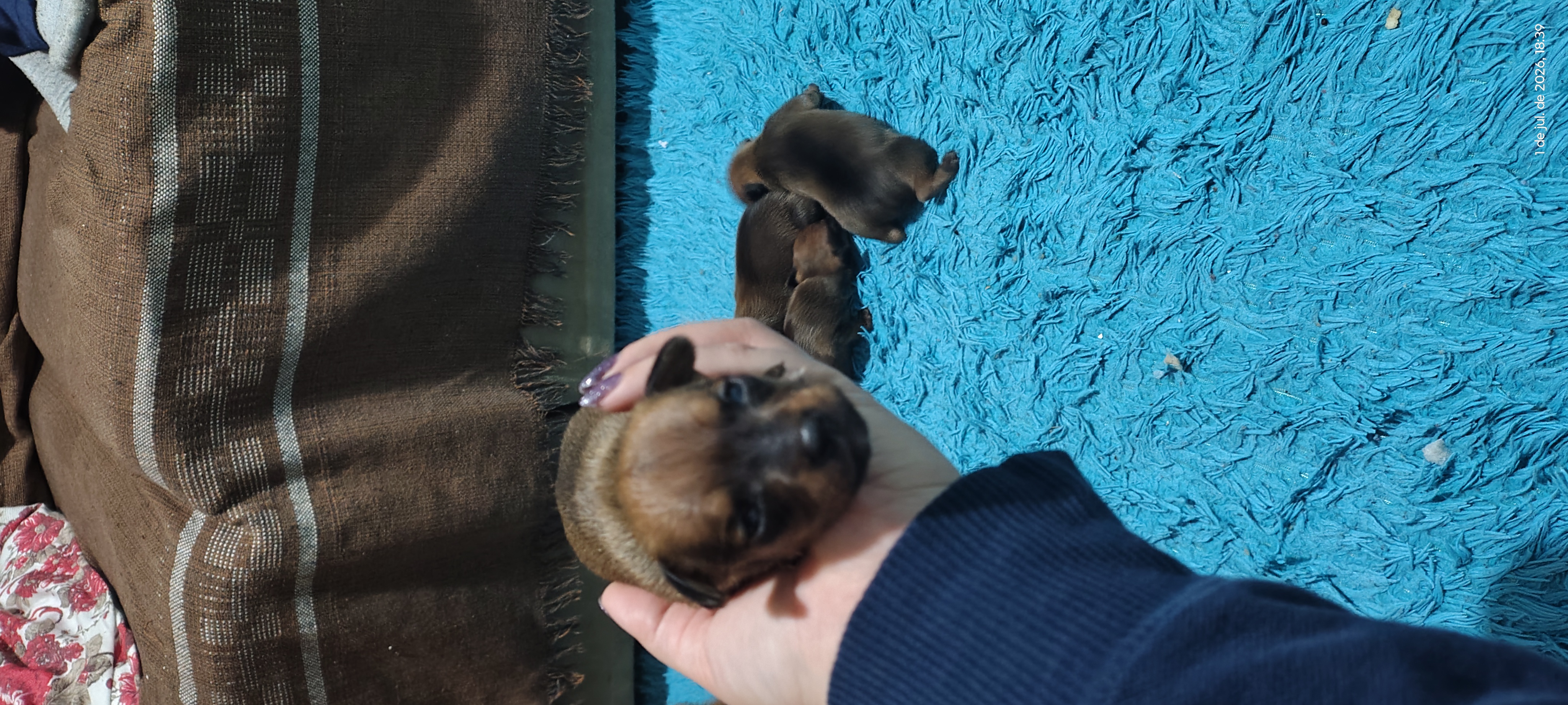 Pinscher - Foto 4