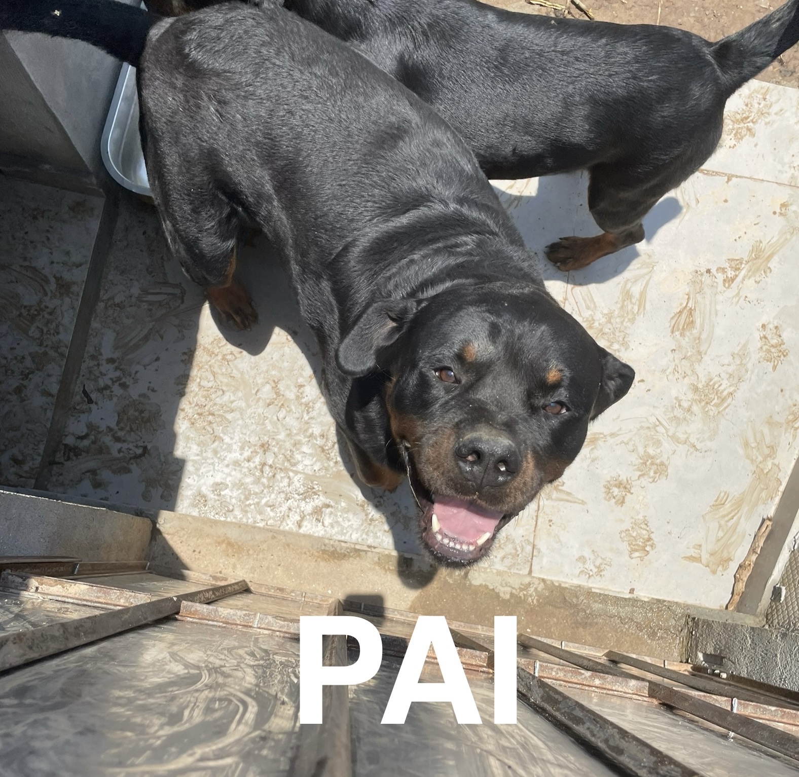 Portal Vendocão Filhotes De Rottweiler  São Bernardo do Campo