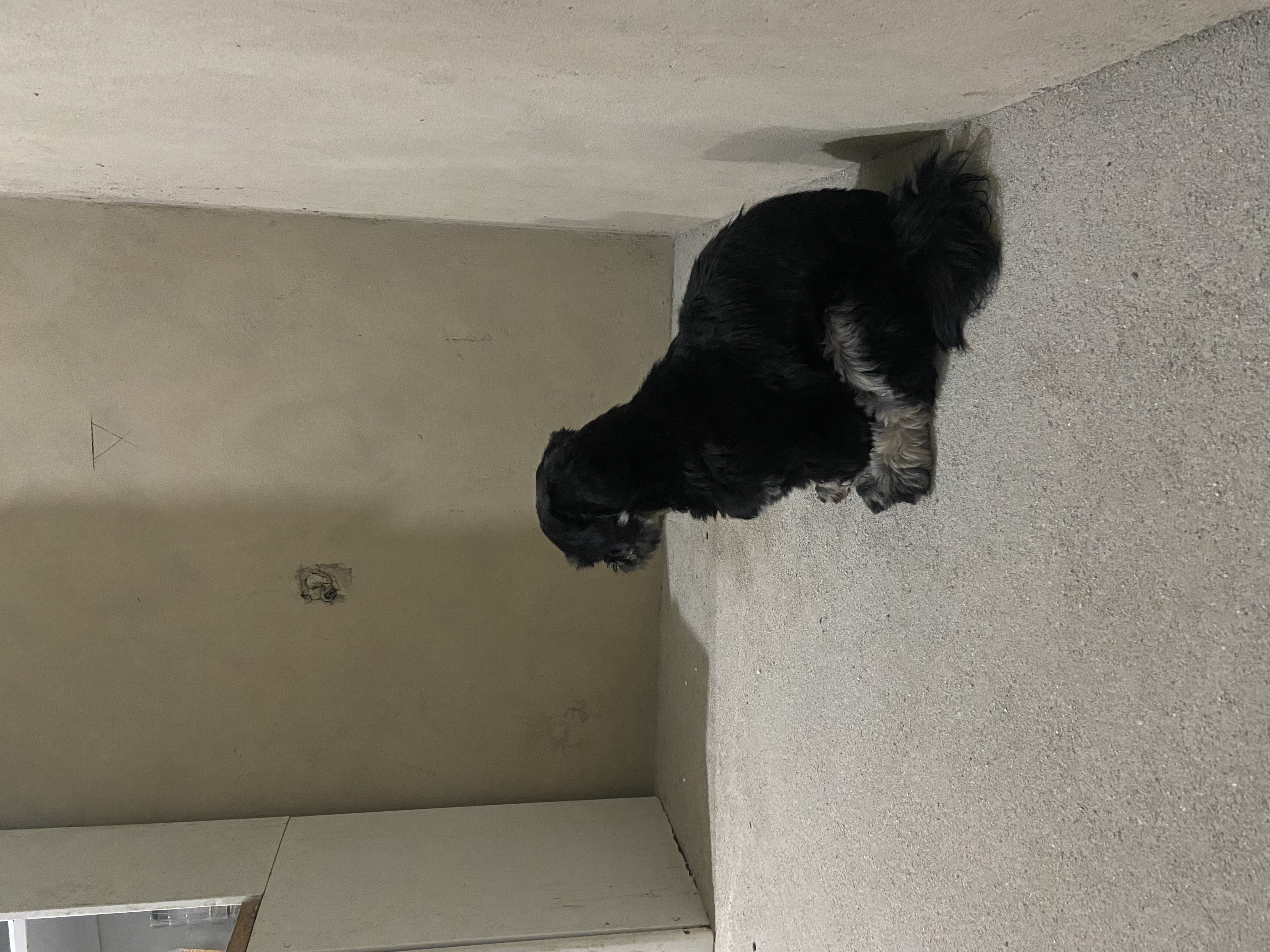 Vendo Shih tzu fêmea  - Foto 3