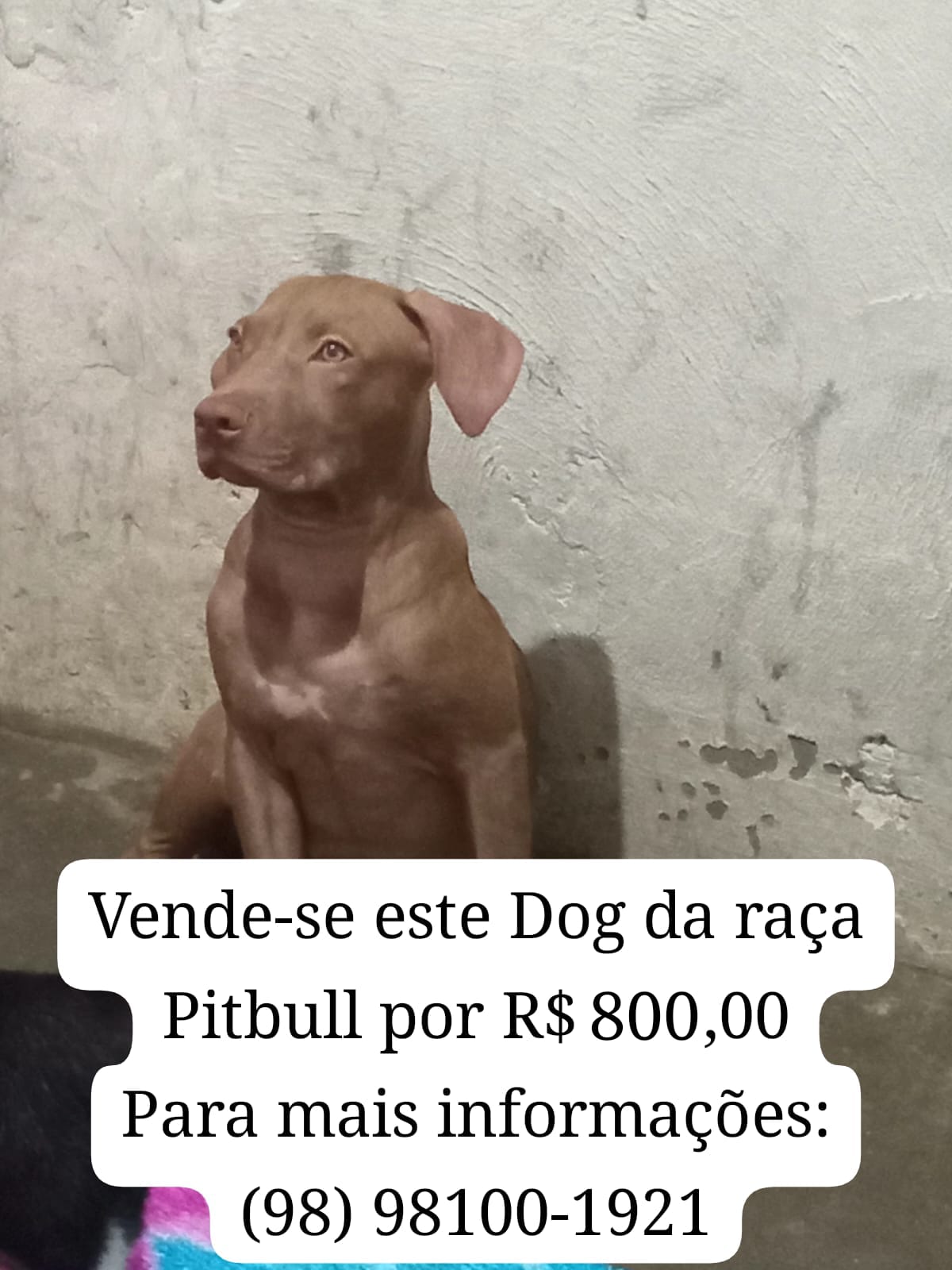 Portal Vendocão Estou vendendo o filhote de pitibull  São Luís