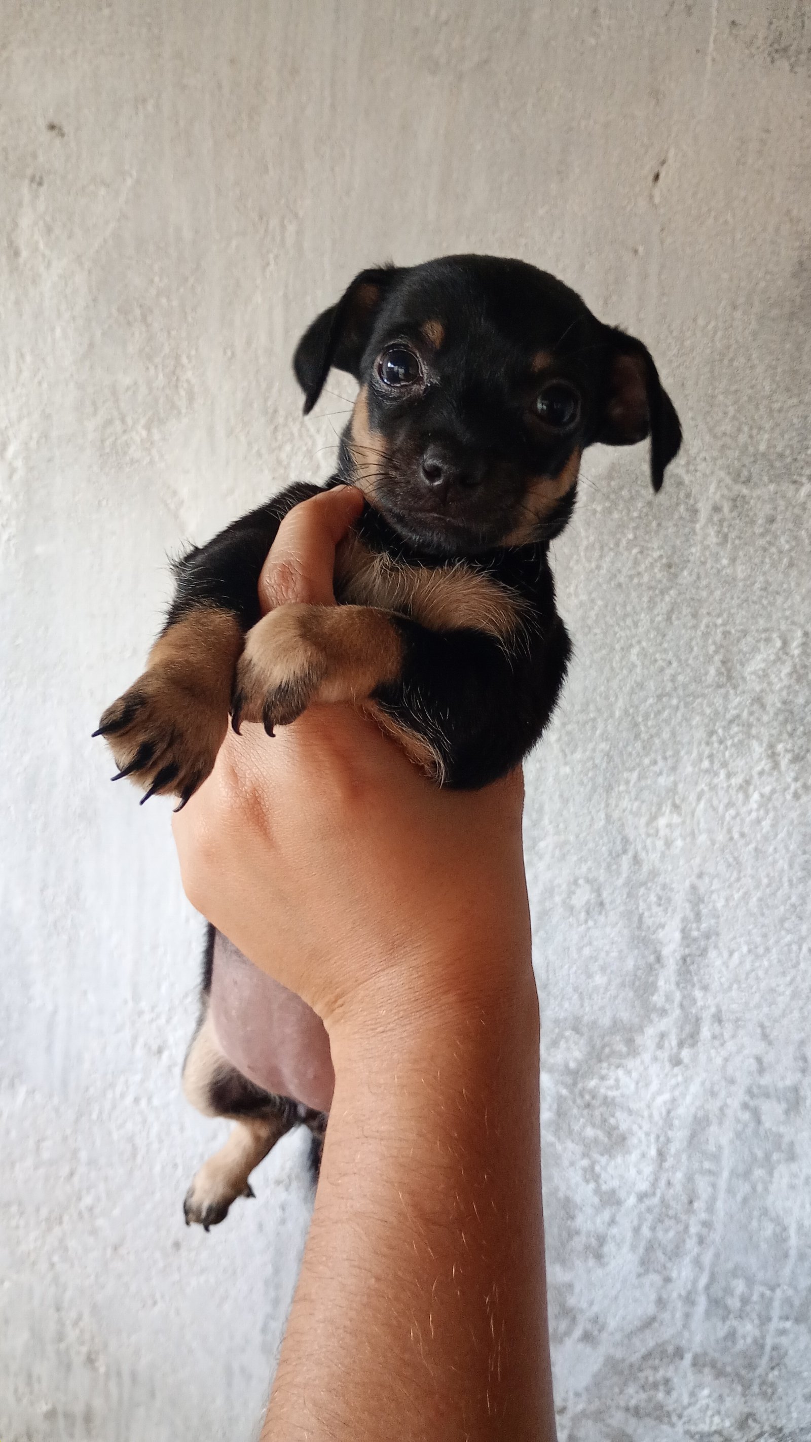 Filhotes de pinscher  - Foto 2