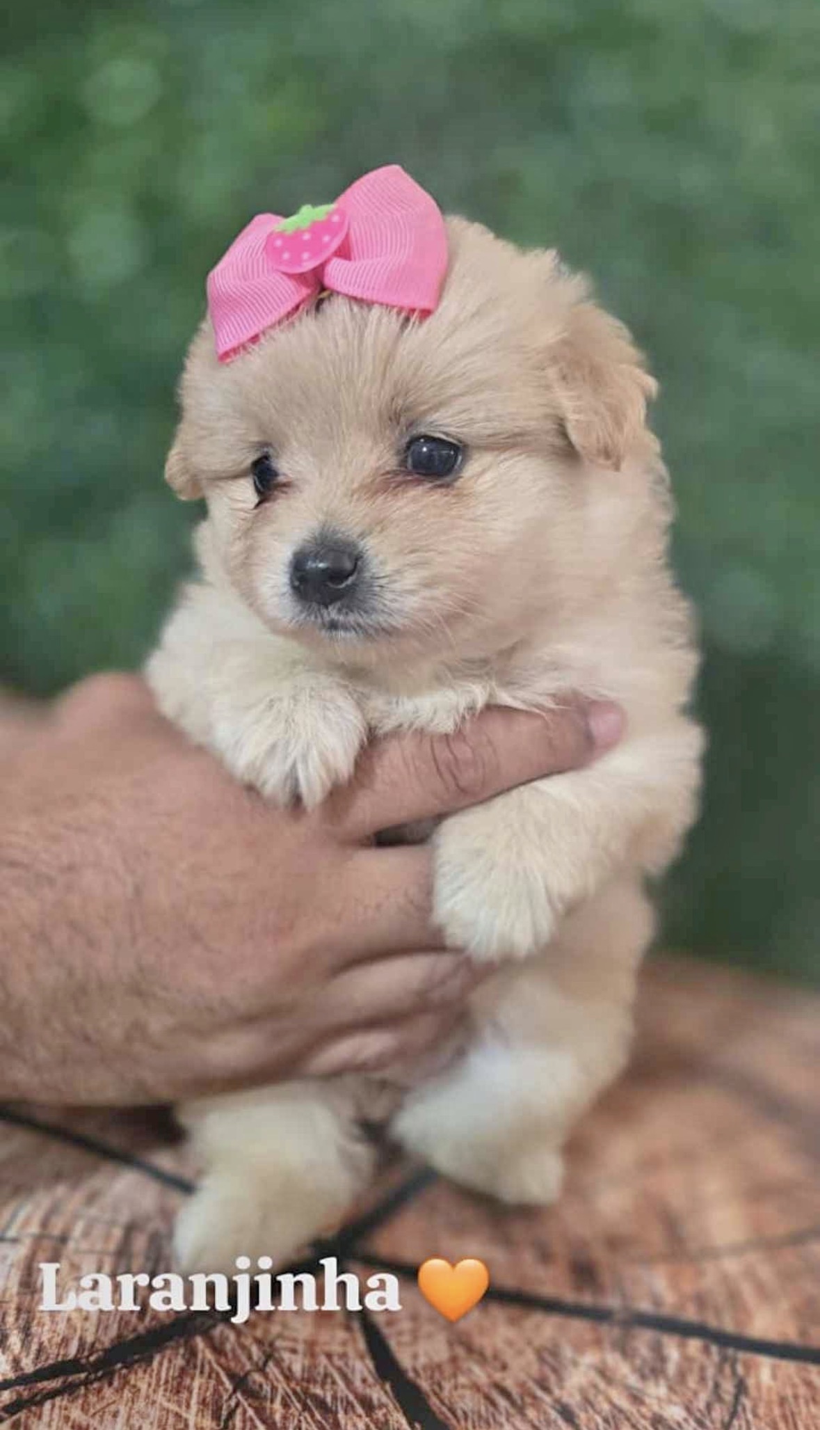 Spitz Alemão  - Foto 1