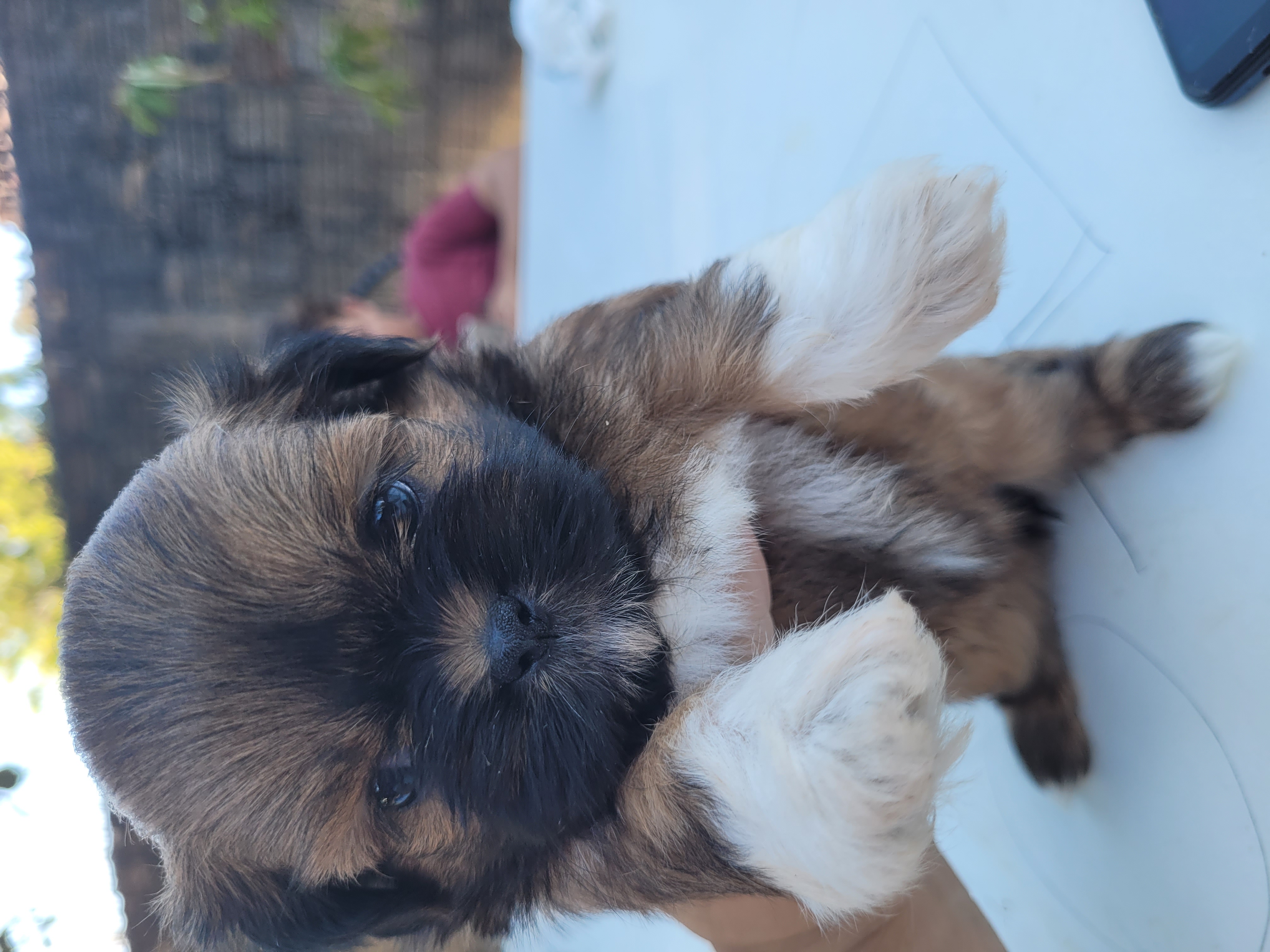 Portal Vendocão Shitzu femia Cascavel