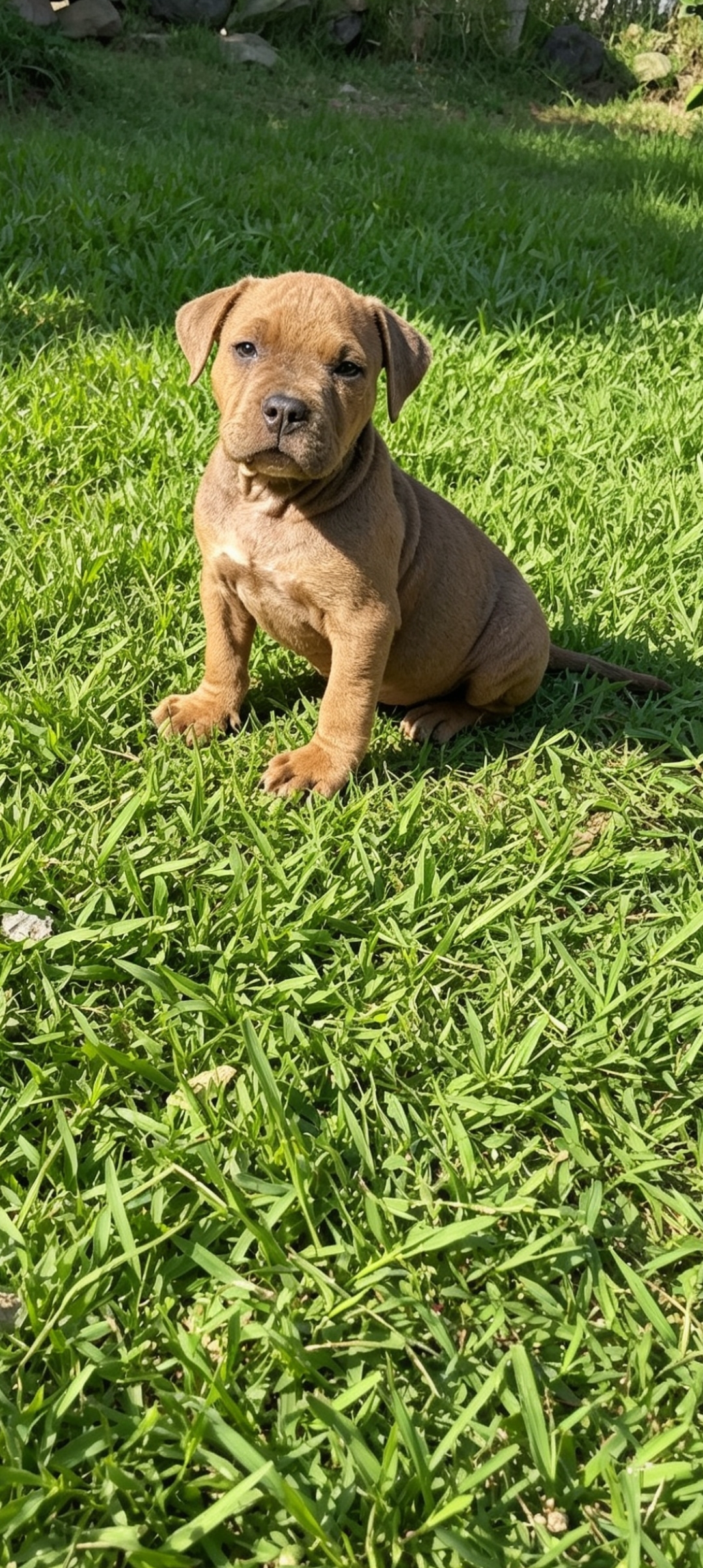 American bully filhotes - Foto 3