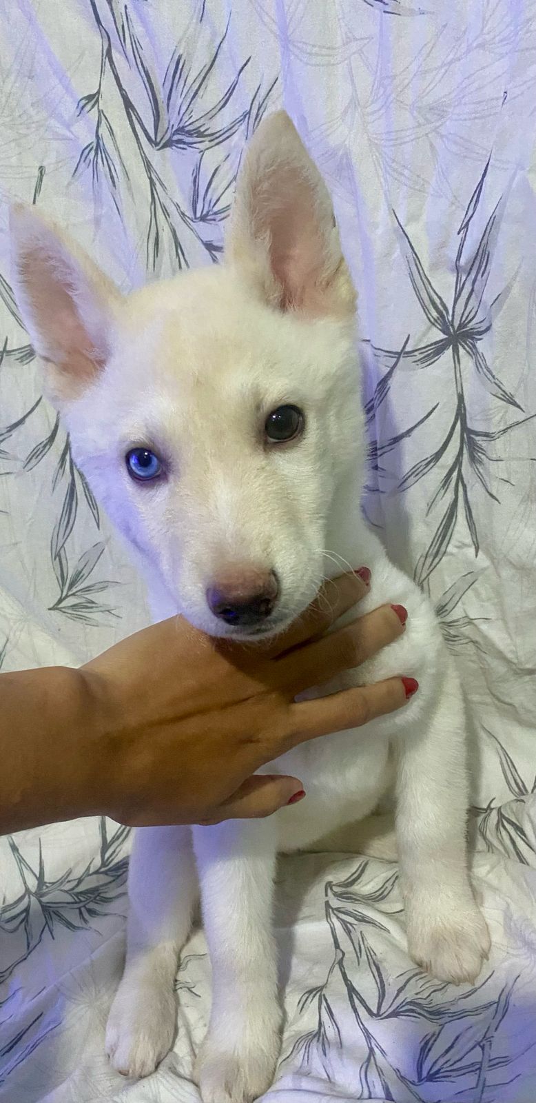 Portal Vendocão Filhotes de Husky Siberiano  Manaus 