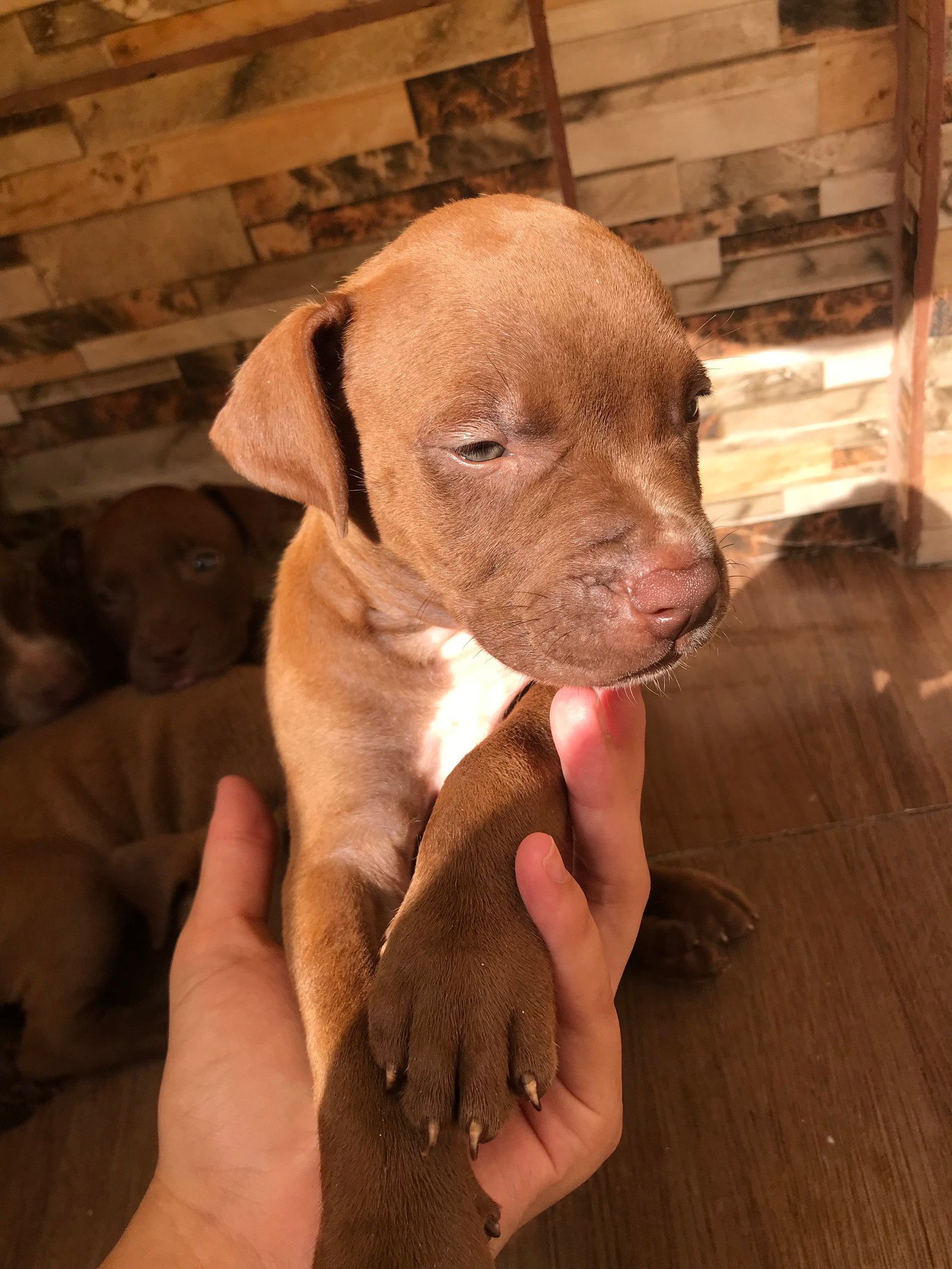 Vendo pitbull original  - Foto 1