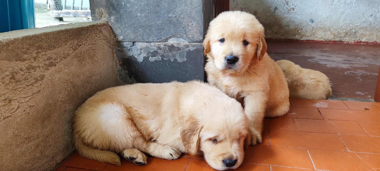 Filhote Golden Retriever 