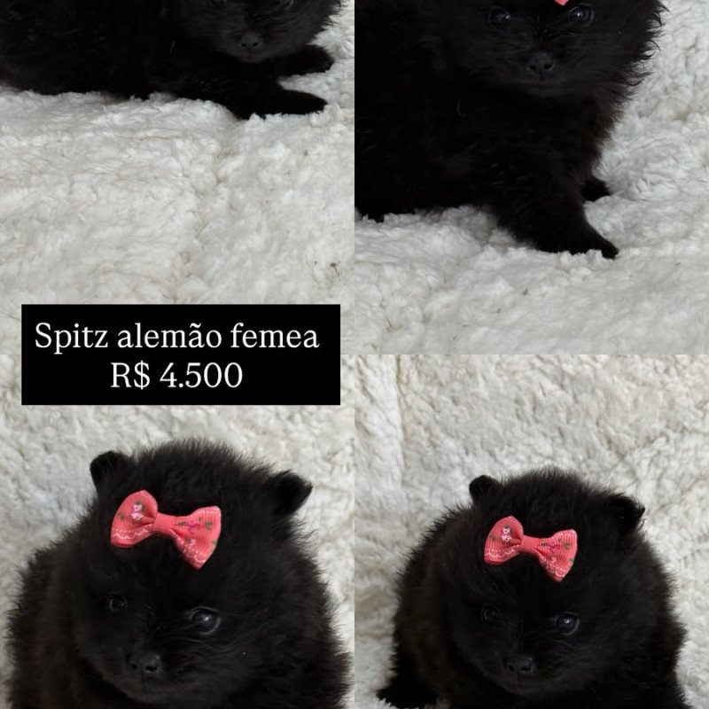 filhotes de spitz alemão machos e femeas - Foto 3