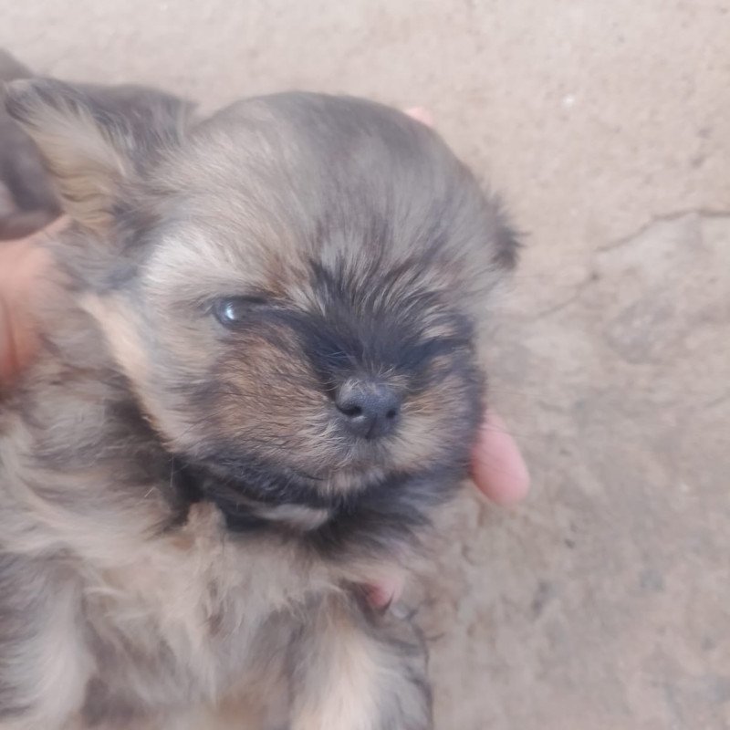 Vendo filhote de lhasa apso