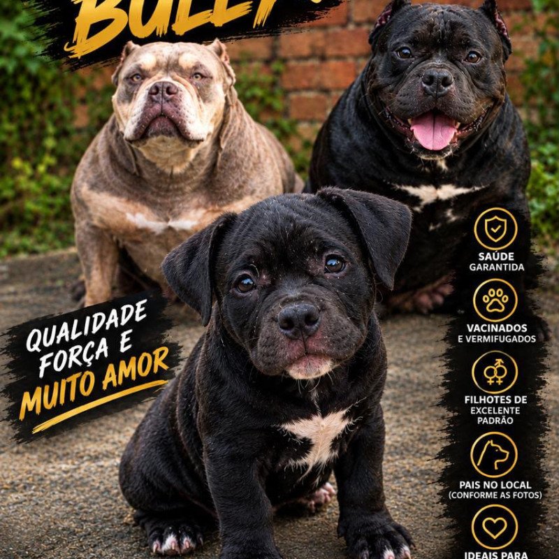 Filhote de Amercian Bully