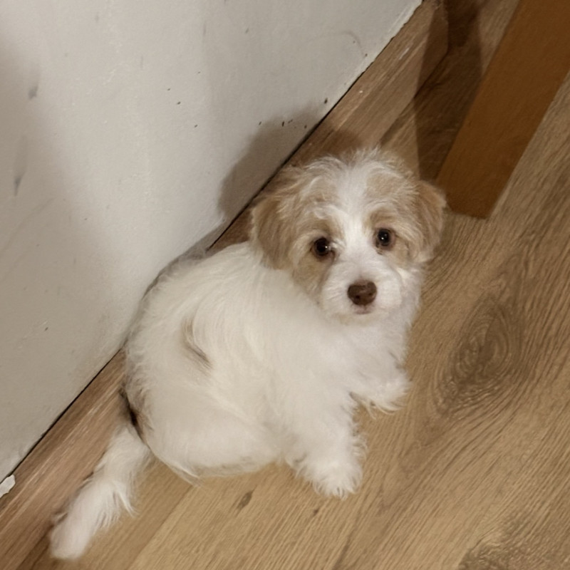 Linda Filhote De Jack A Poo - Foto 4