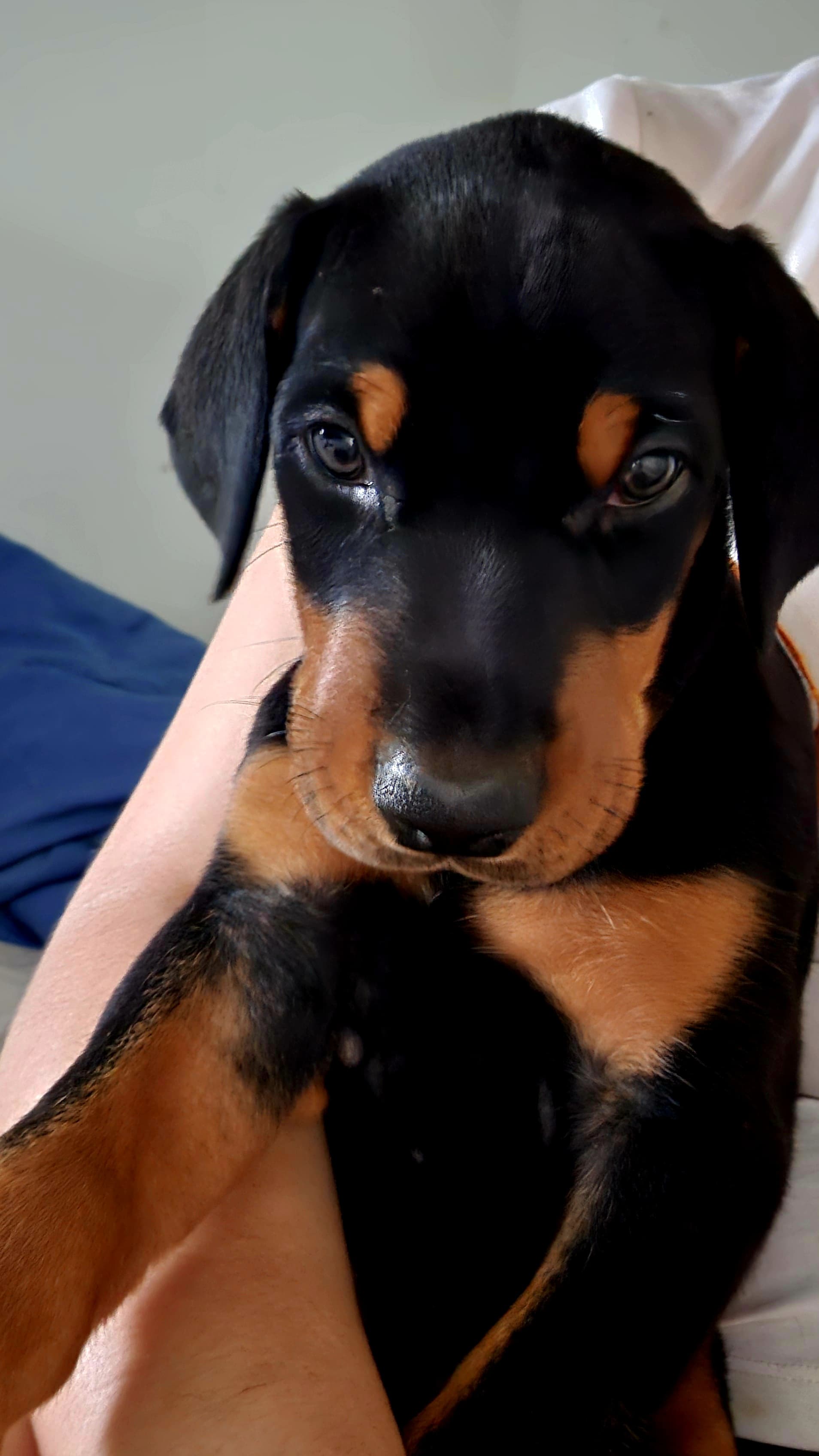 Portal Vendocão Dobermann Filhote Porto Alegre