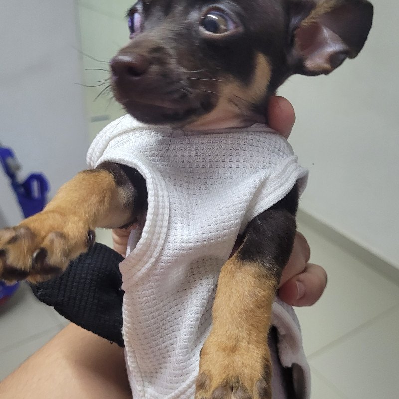 Pinscher mine