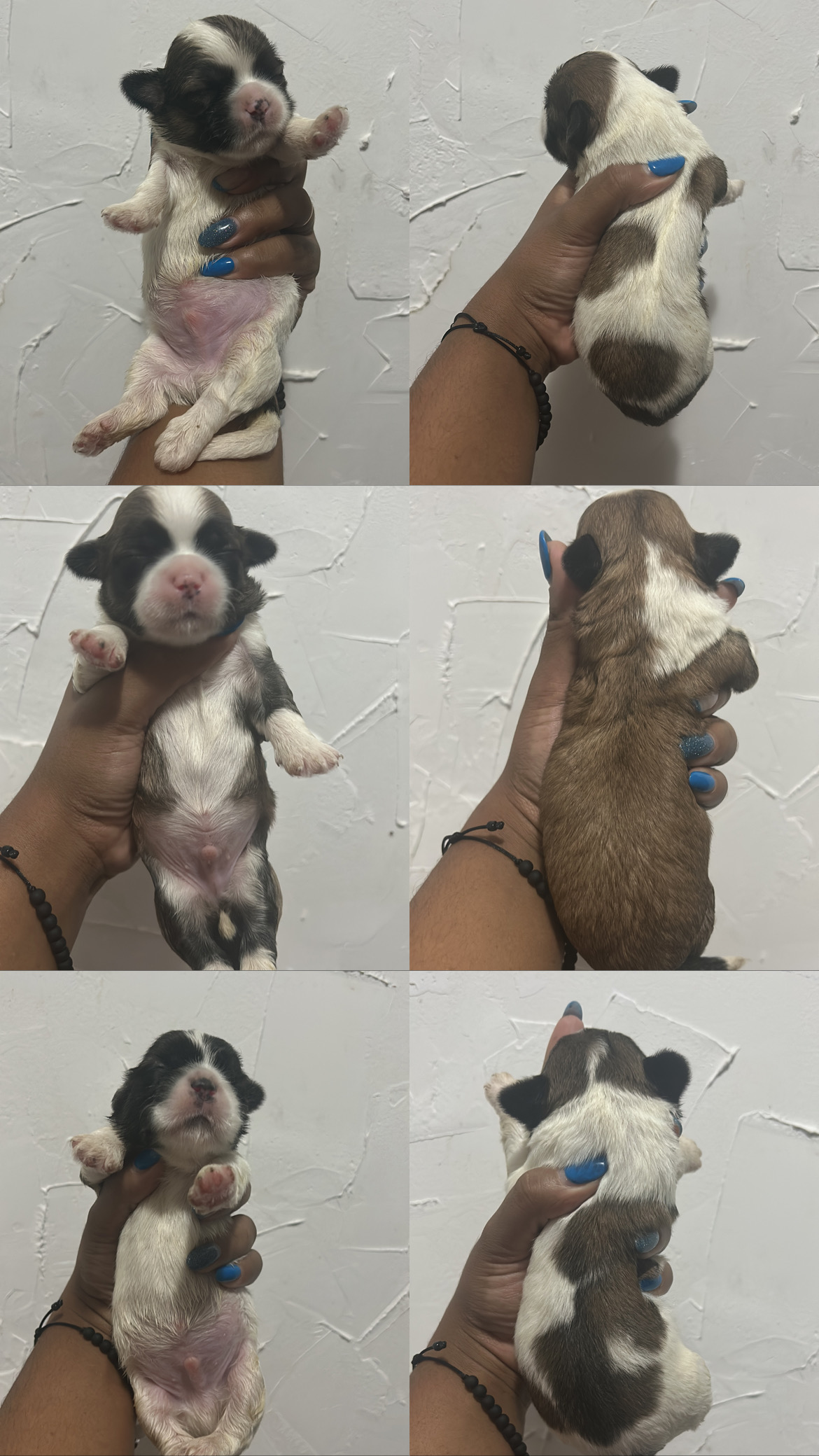 Portal Vendocão Filhotes de Shih tzu Porto Alegre