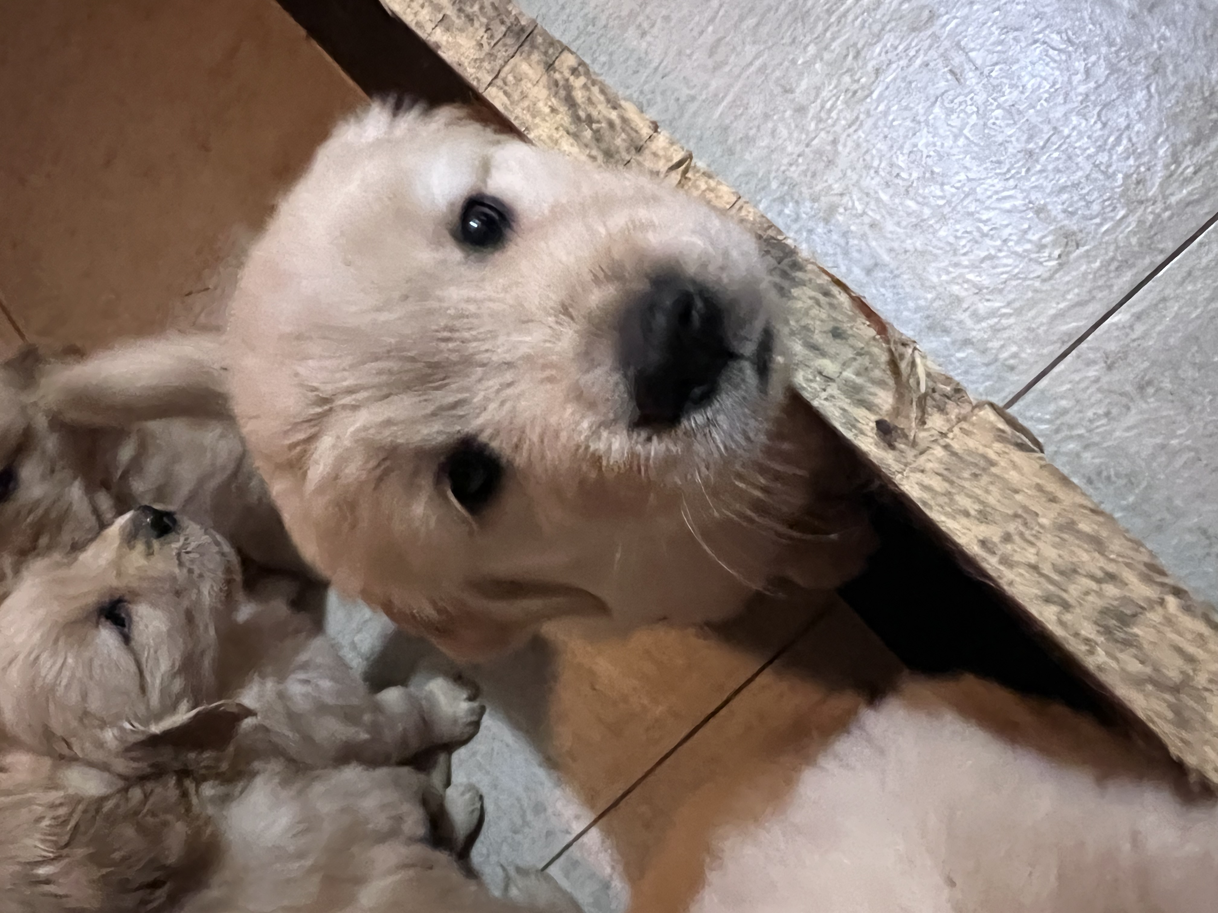 Filhotes de Golden retriever  - Foto 4