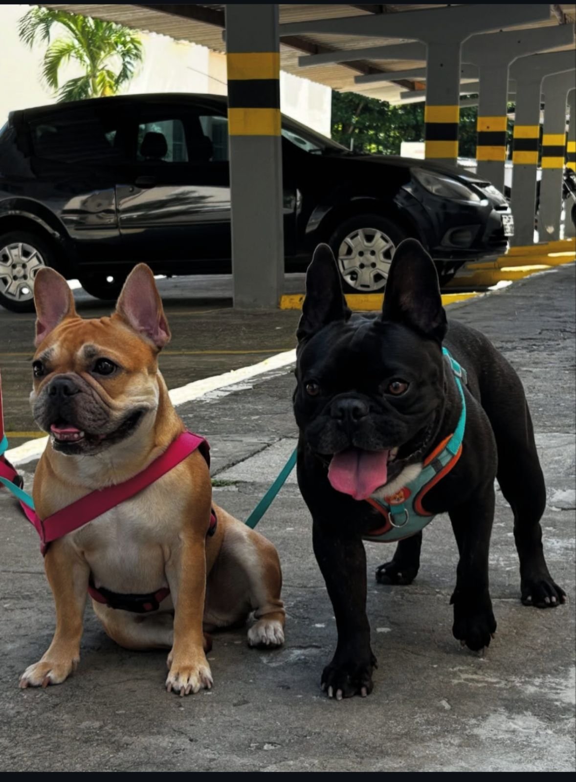 Filhote de buldogue francês fêmea  - Foto 1