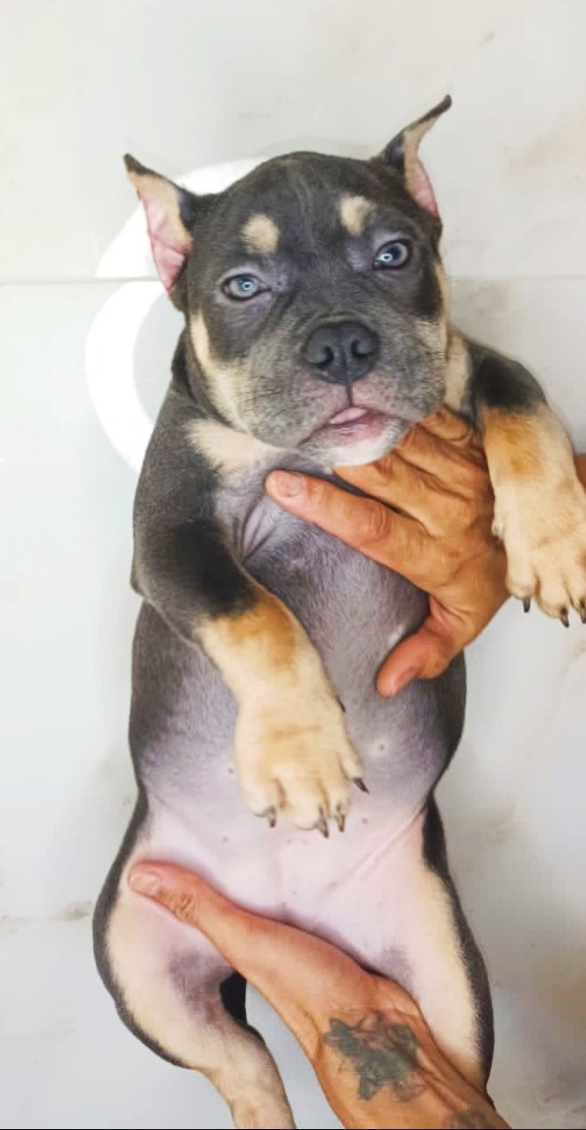 EXOTIC BULLY A VENDA - Foto 2