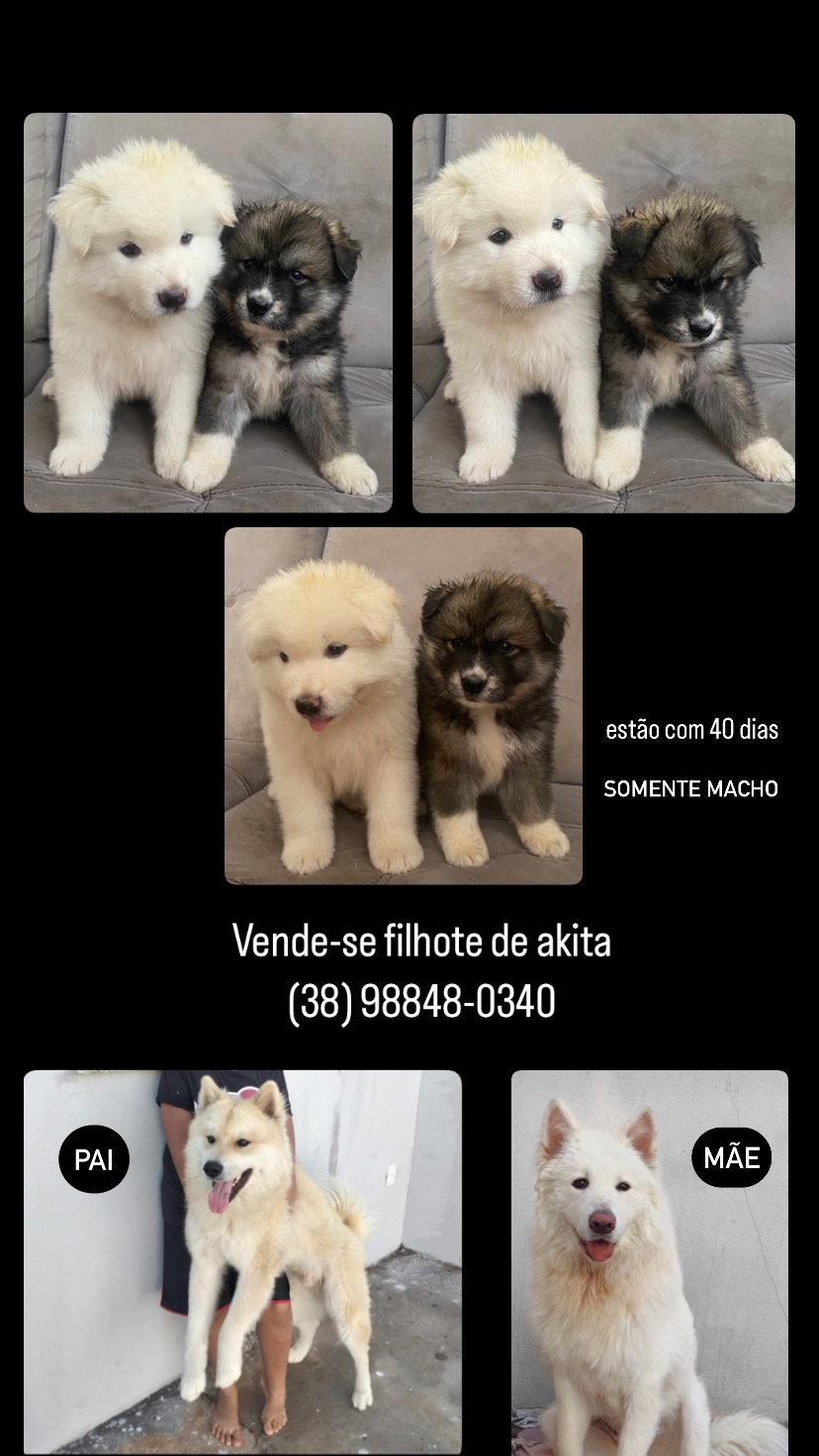 Portal Vendocão Filhote de akita Montes Claros 