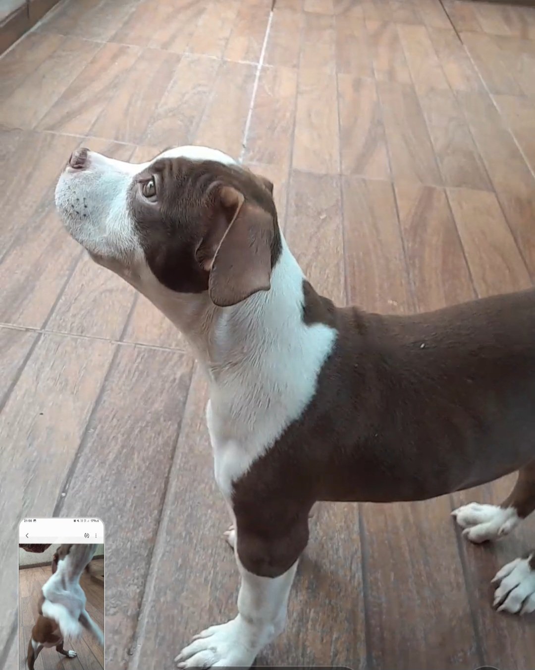 AMERICAN BULLY  FRMEA  - Foto 2