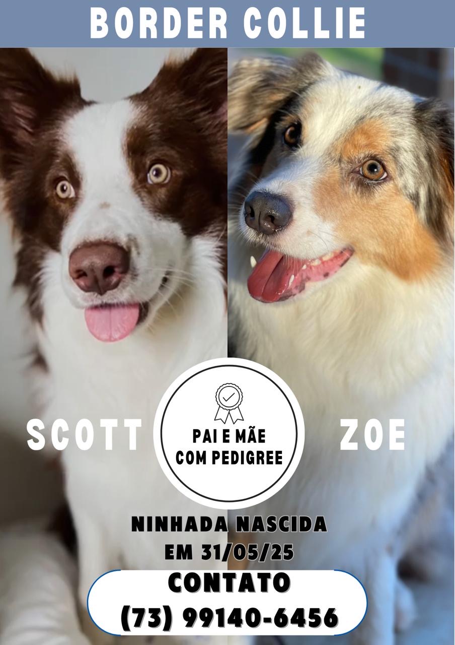 Portal Vendocão FILHOTES DE BORDER COLLIE Itabuna