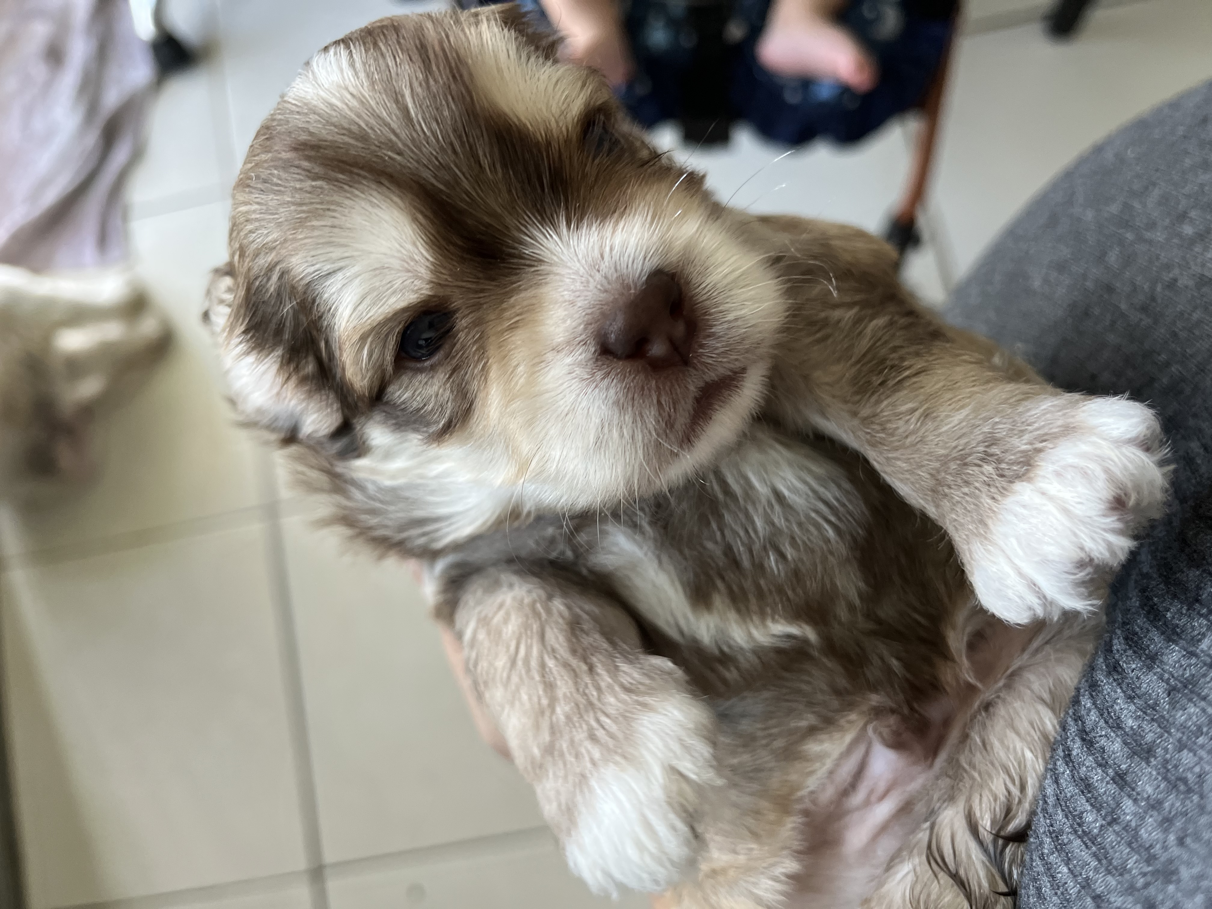 Portal Vendocão Filhote de shihtzu com yorkshire  Belem