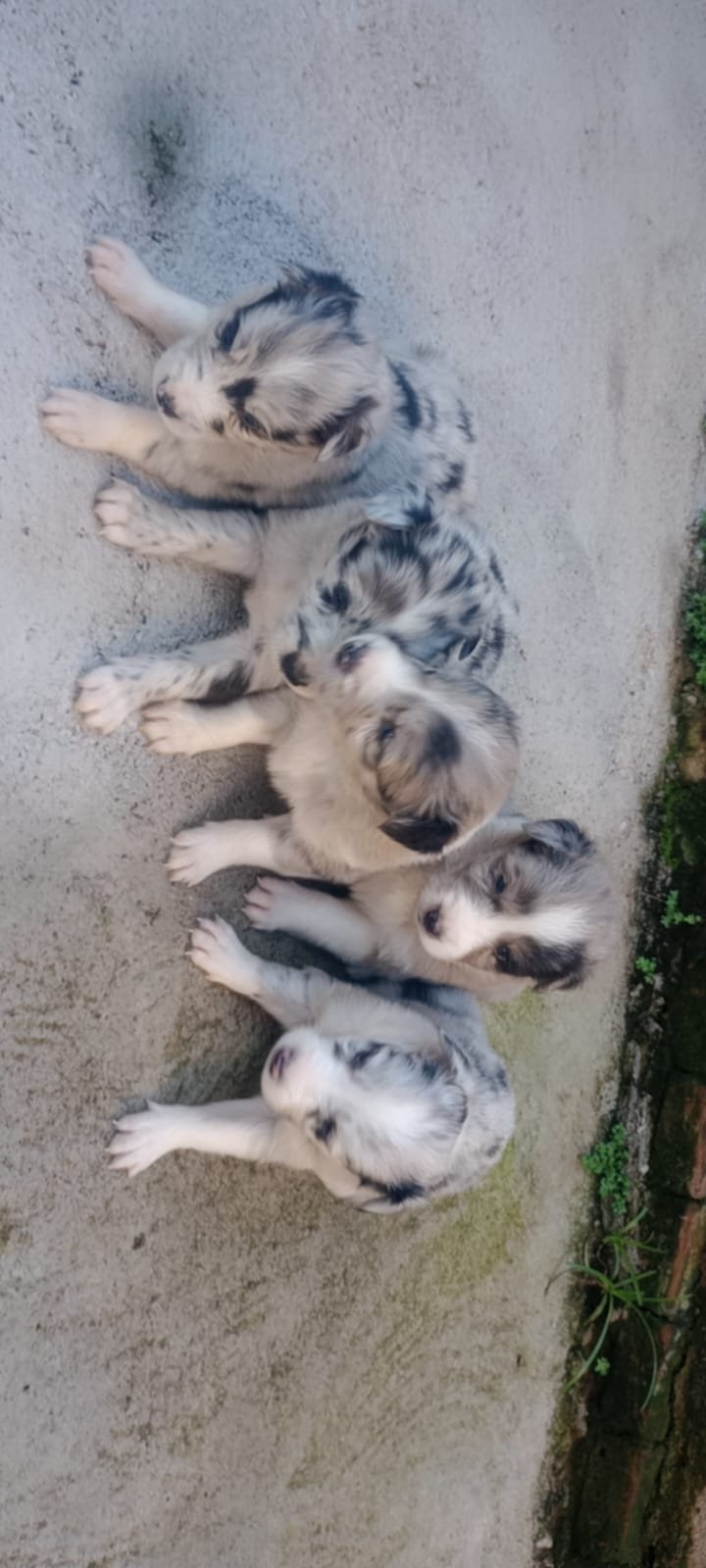 Filhotes de border collie puros  - Foto 1