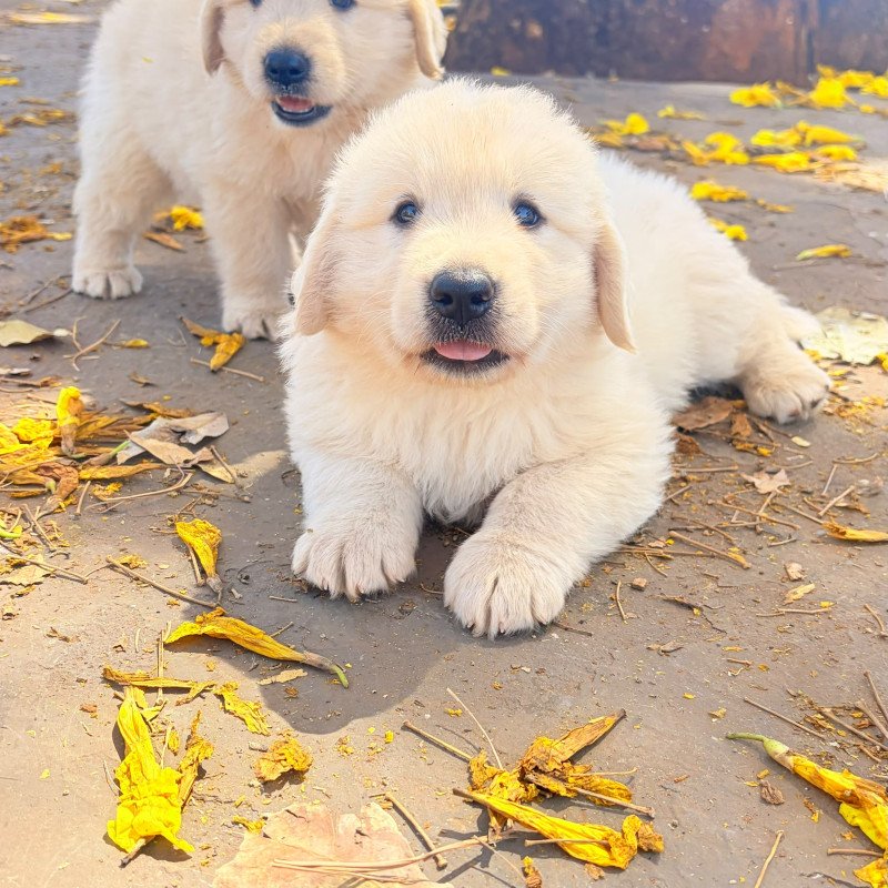 Filhote de Golden Retriever Fêmea
