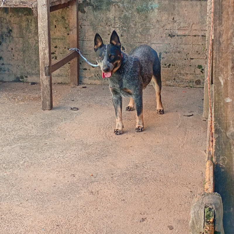 Cadela da raça BLUE hiller nunca criou 2 anos - Foto 1