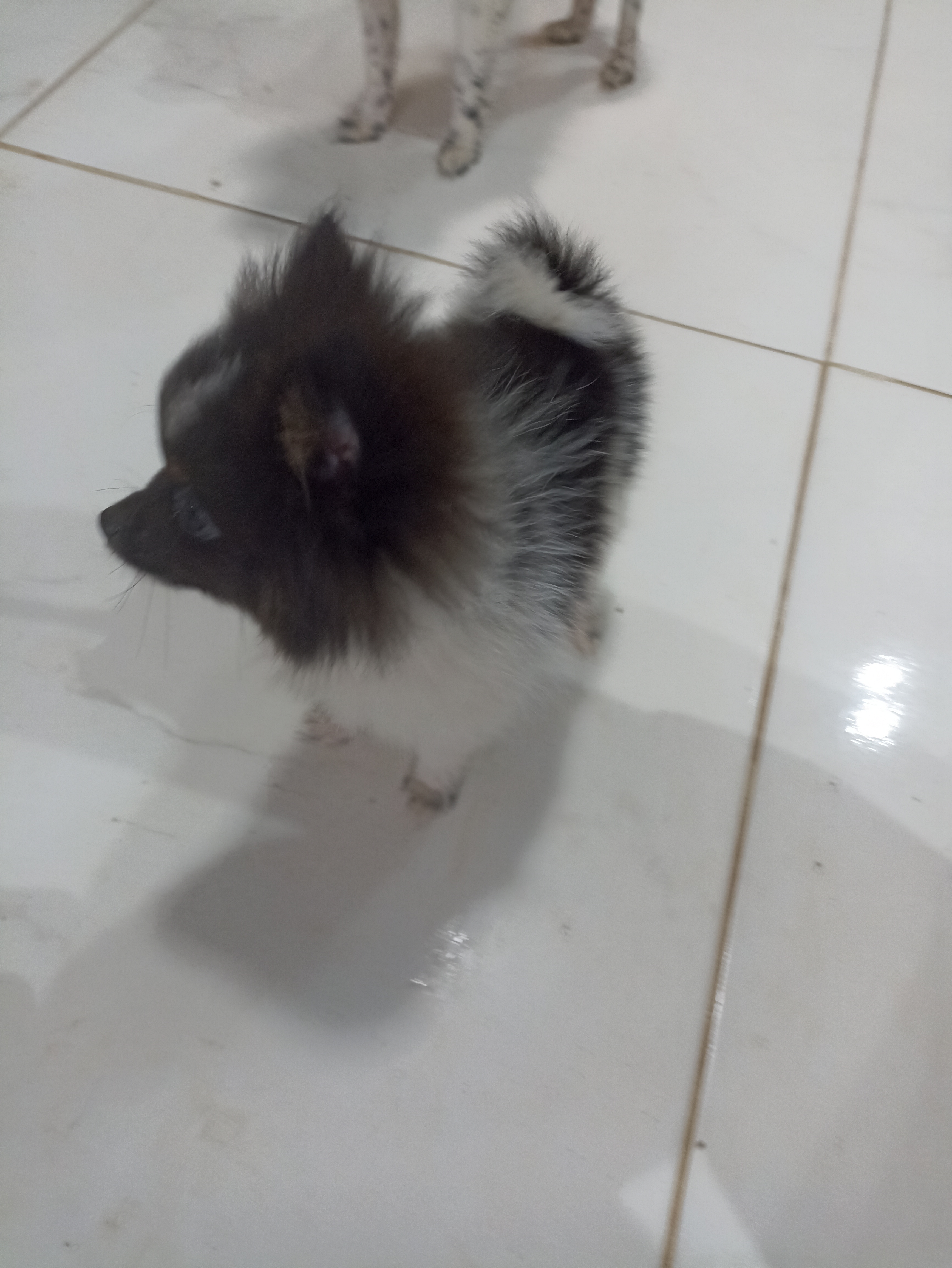 Portal Vendocão Filhotes Spitz anão macho oportunidade  Nova Lima