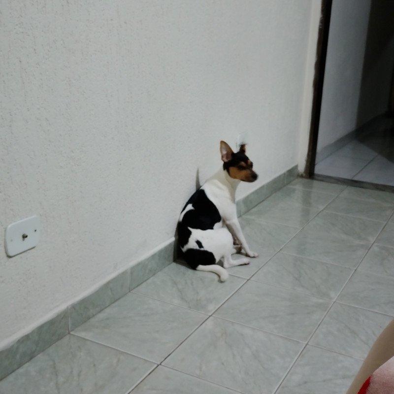 Fêmea Fox paulistinha 8 meses