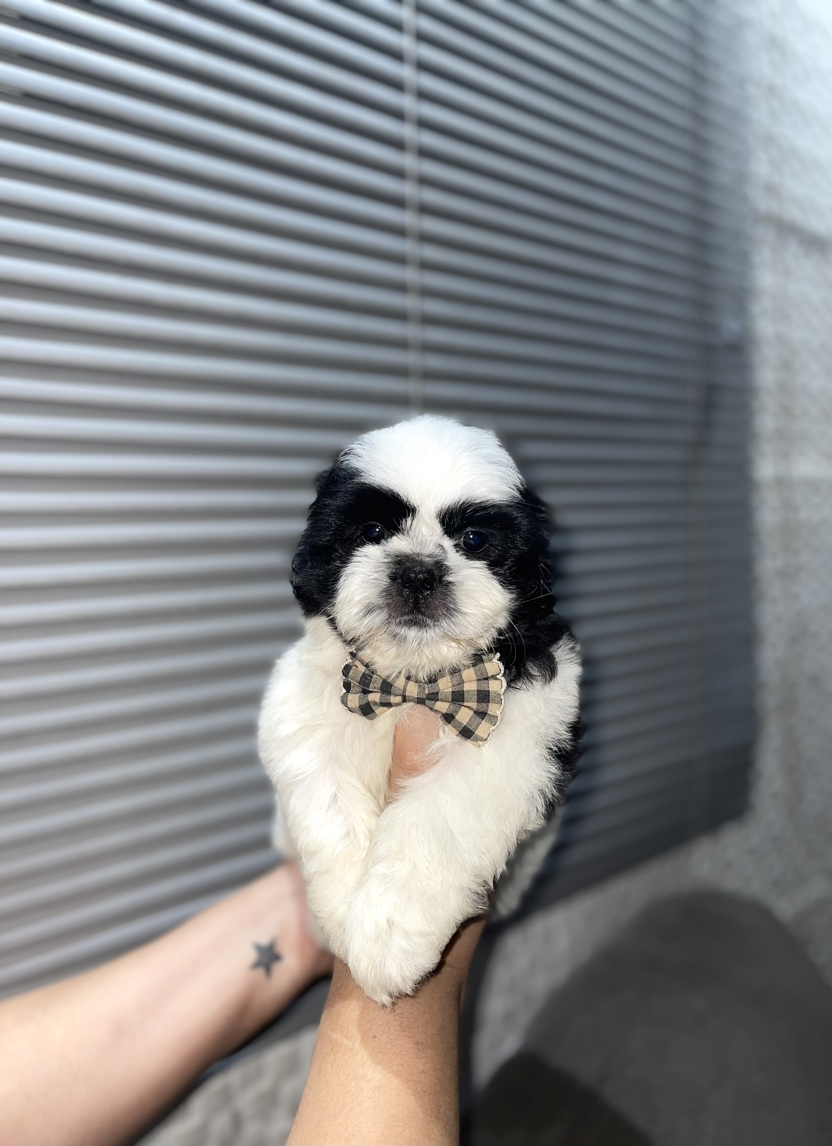 Portal Vendocão Filhote de Shihtzu Puro Maceió