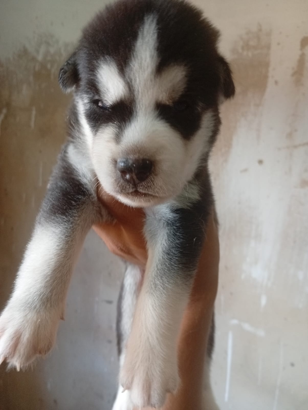 Husky siberiano filhotes 40 dias  - Foto 2