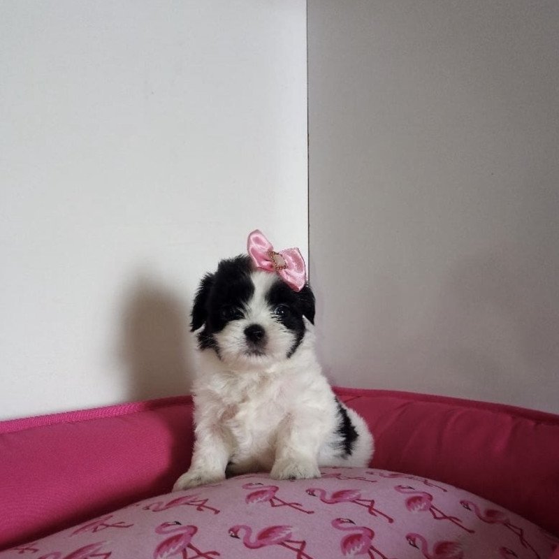 Mine shih tzu femea