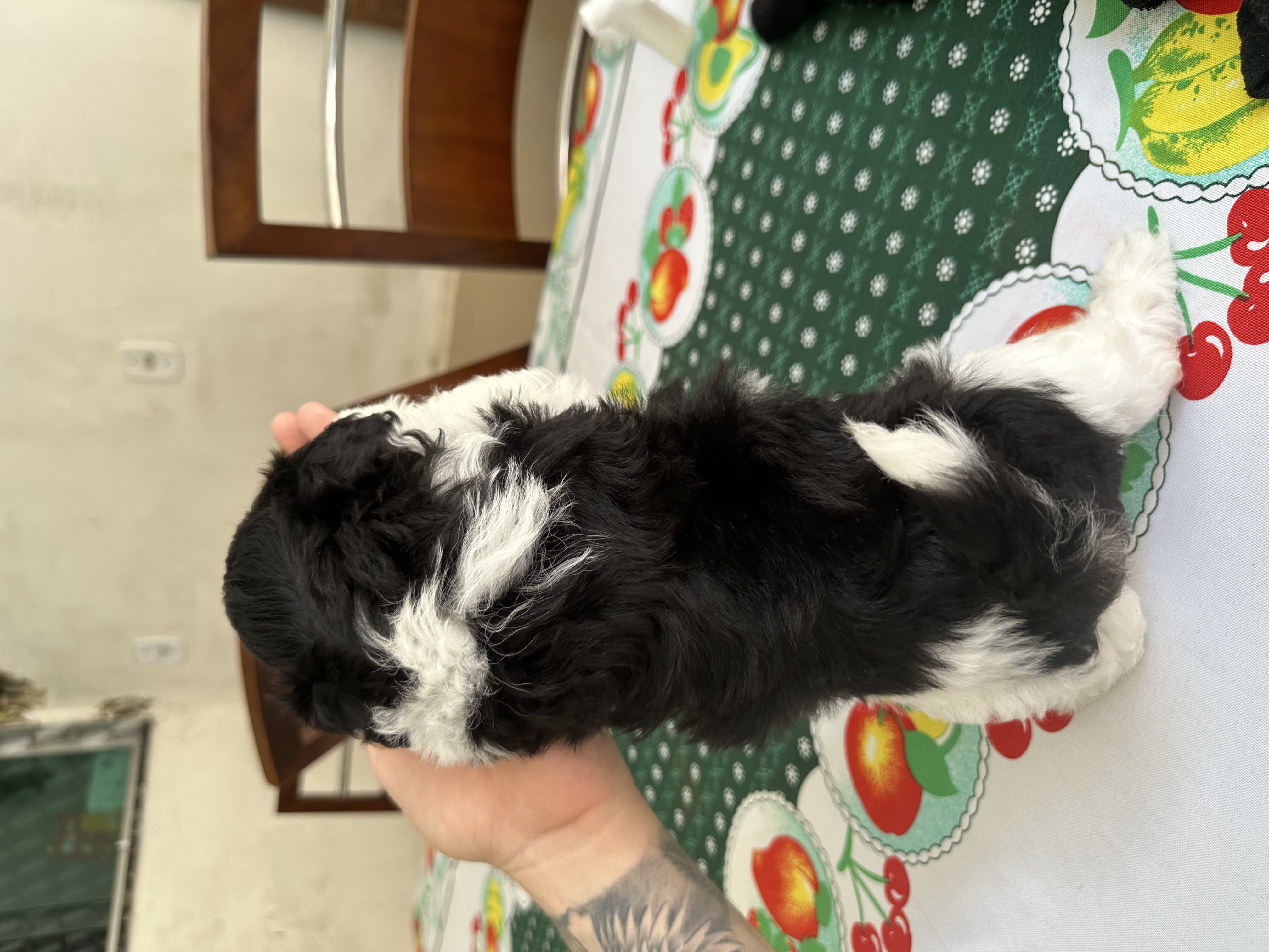 Vende-se filhotes macho de Shih Tzu - Foto 4