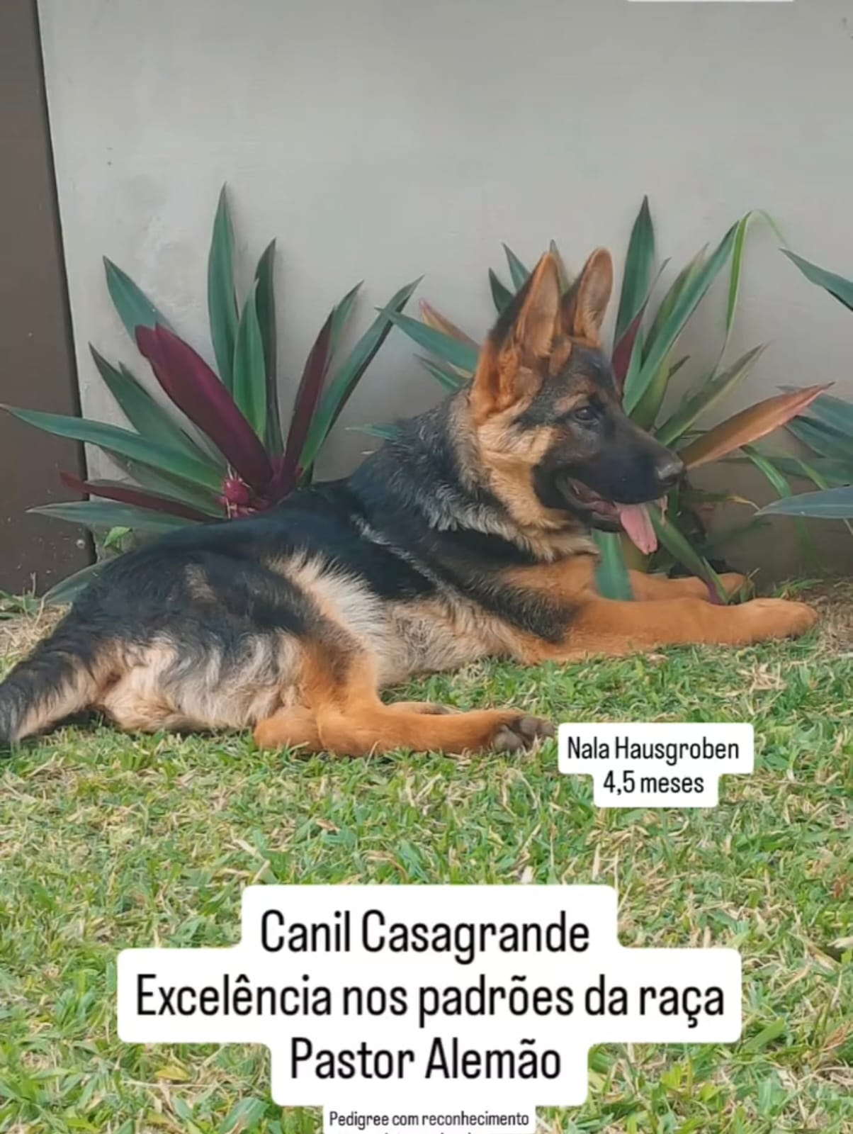 Portal Vendocão Filhote de Pastor alemão com Pedigree  Criciuma 