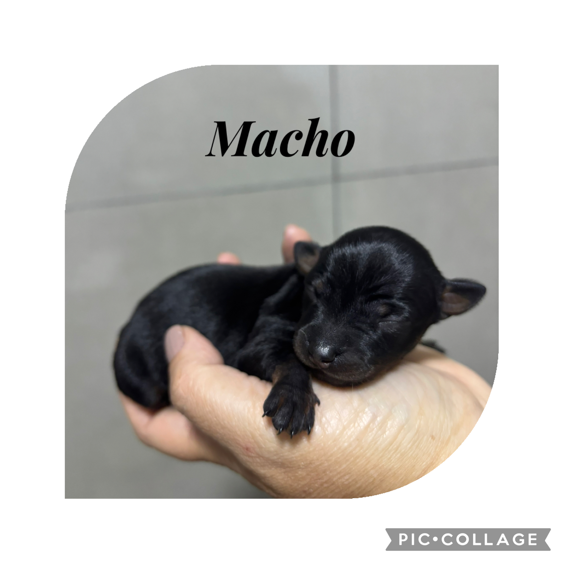 Portal Vendocão Venda de Pinscher Brasília 