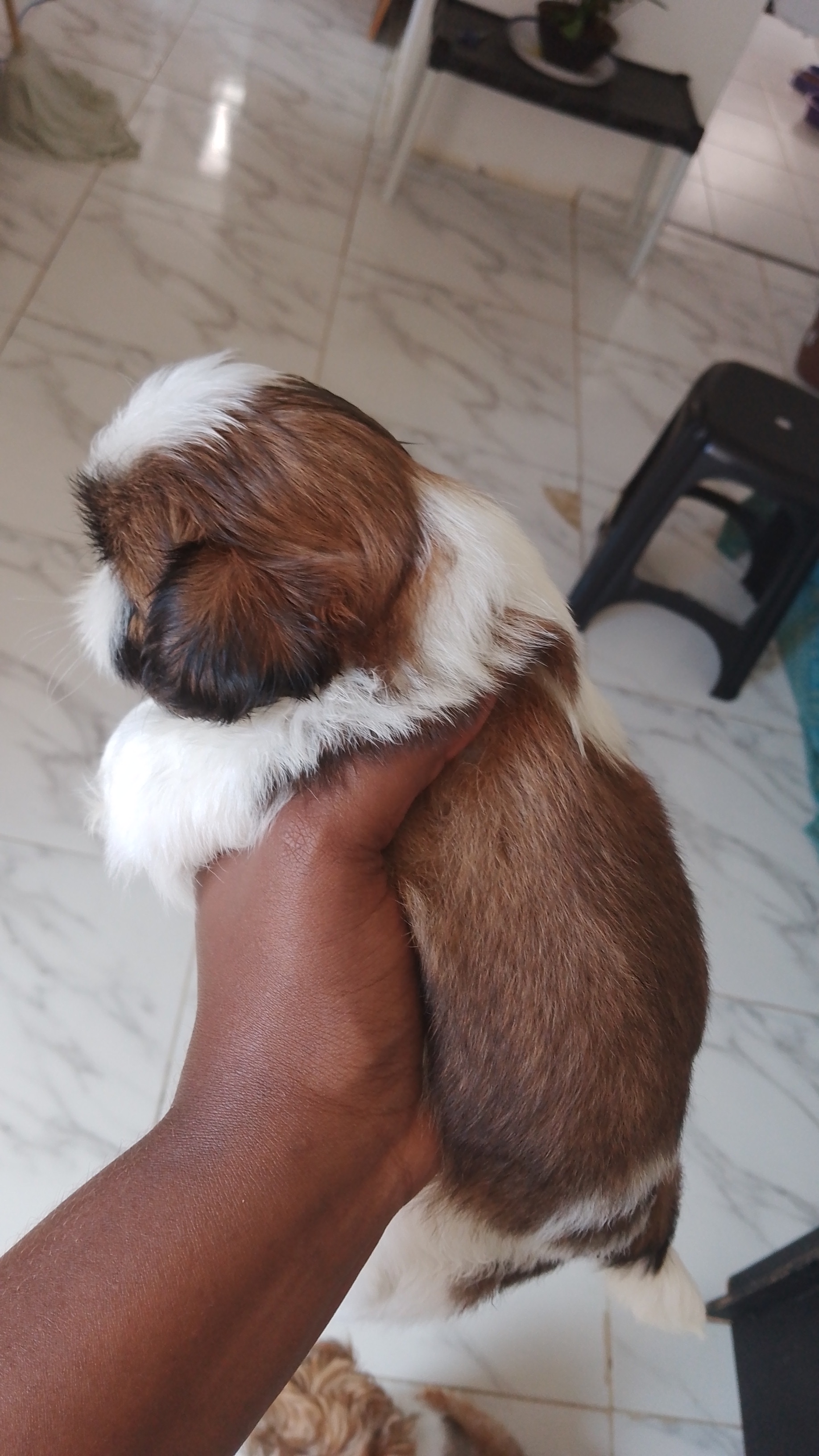 Portal Vendocão Filhotinhos shihtzu  Salvador