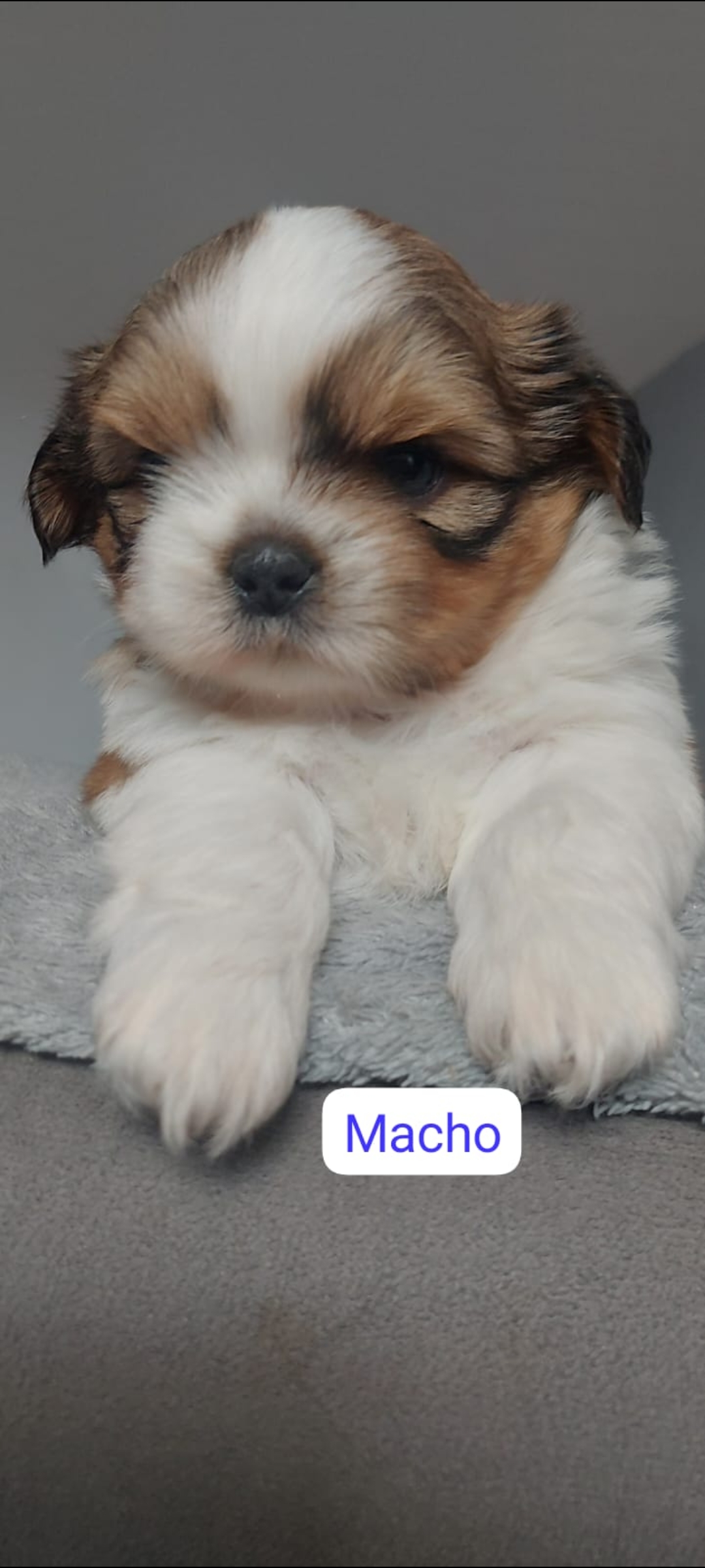Portal Vendocão Vendo casal shih Tzu  Montes Claros