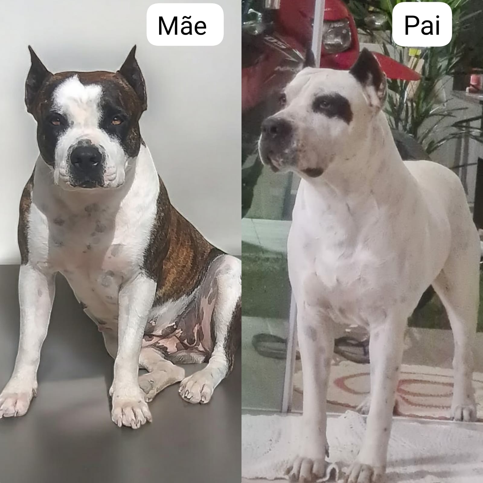 filhotes de Pitbull Vila velha