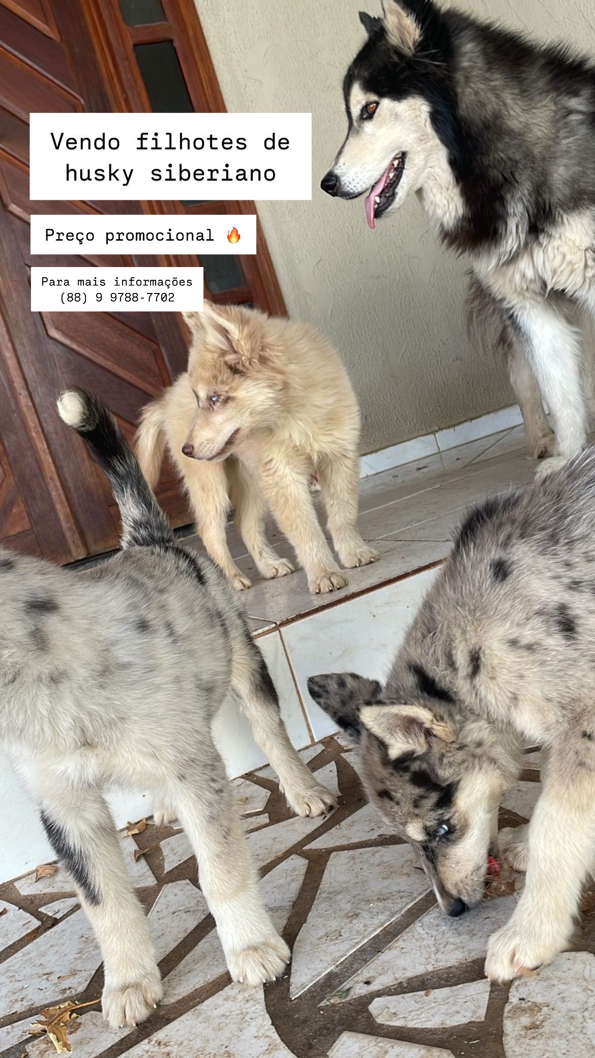 Portal Vendocão Filhotes de husky siberiano  Juazeiro do norte