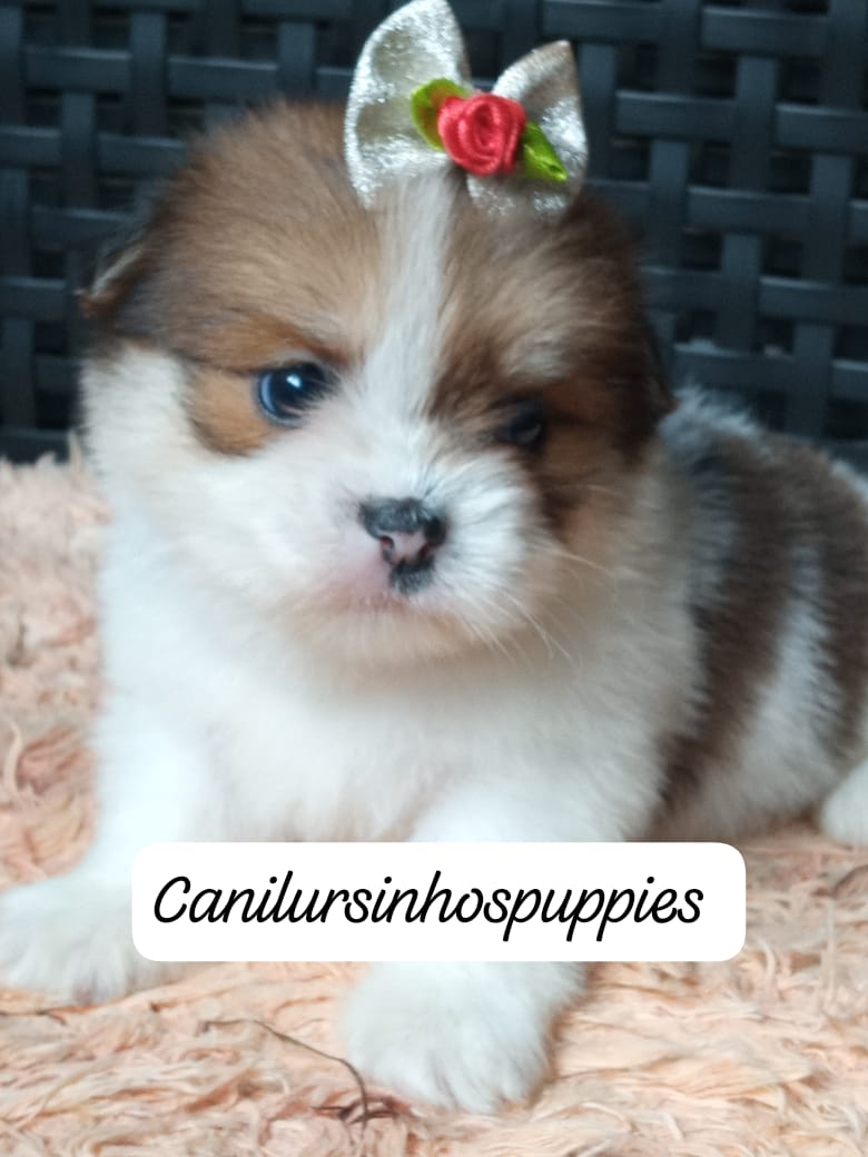 Portal Vendocão lhasa apso adquira hoje seu bebe #canilursinhospuppies  santos 