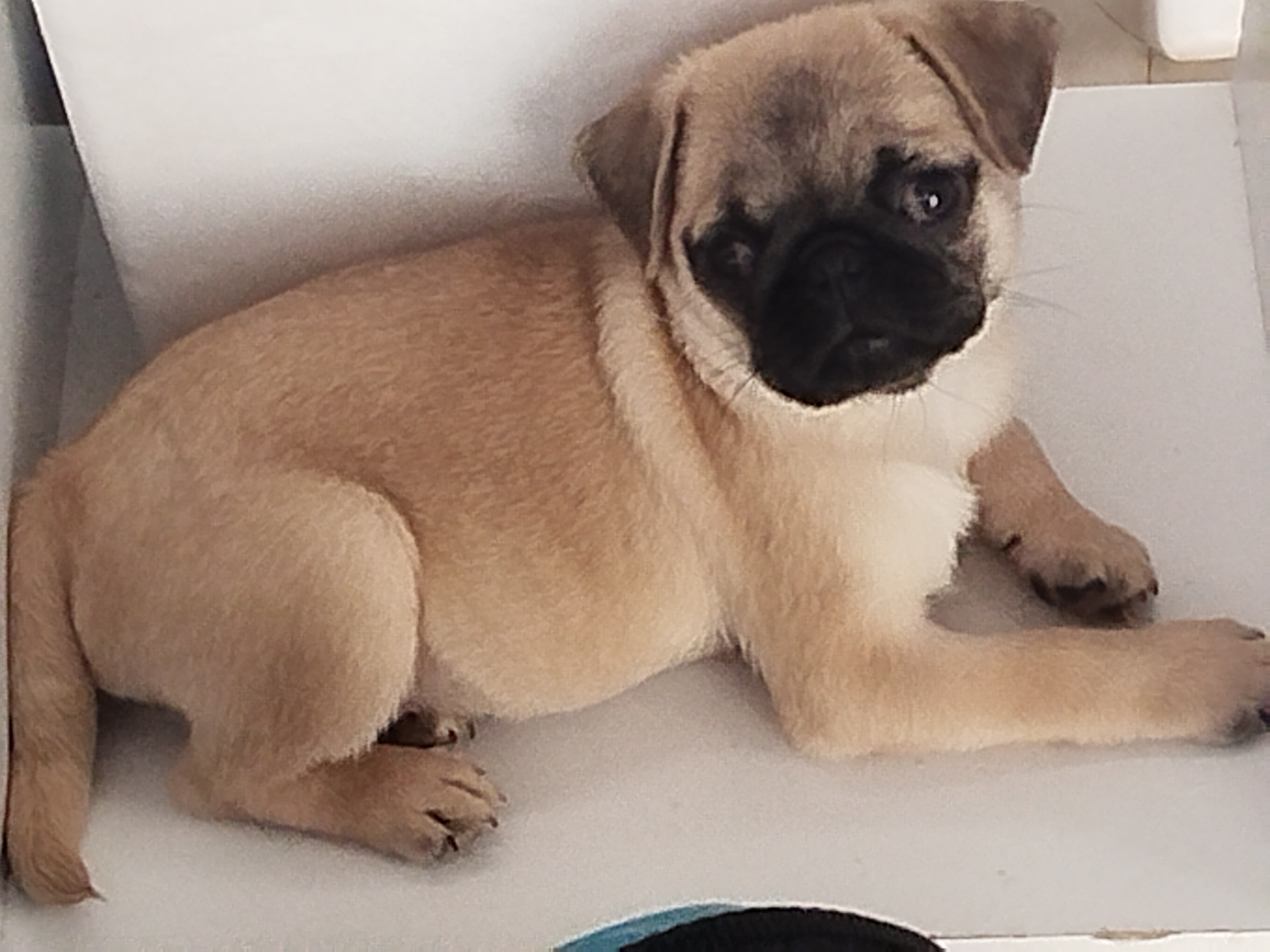 Portal Vendocão Pug macho puro Campo Grande