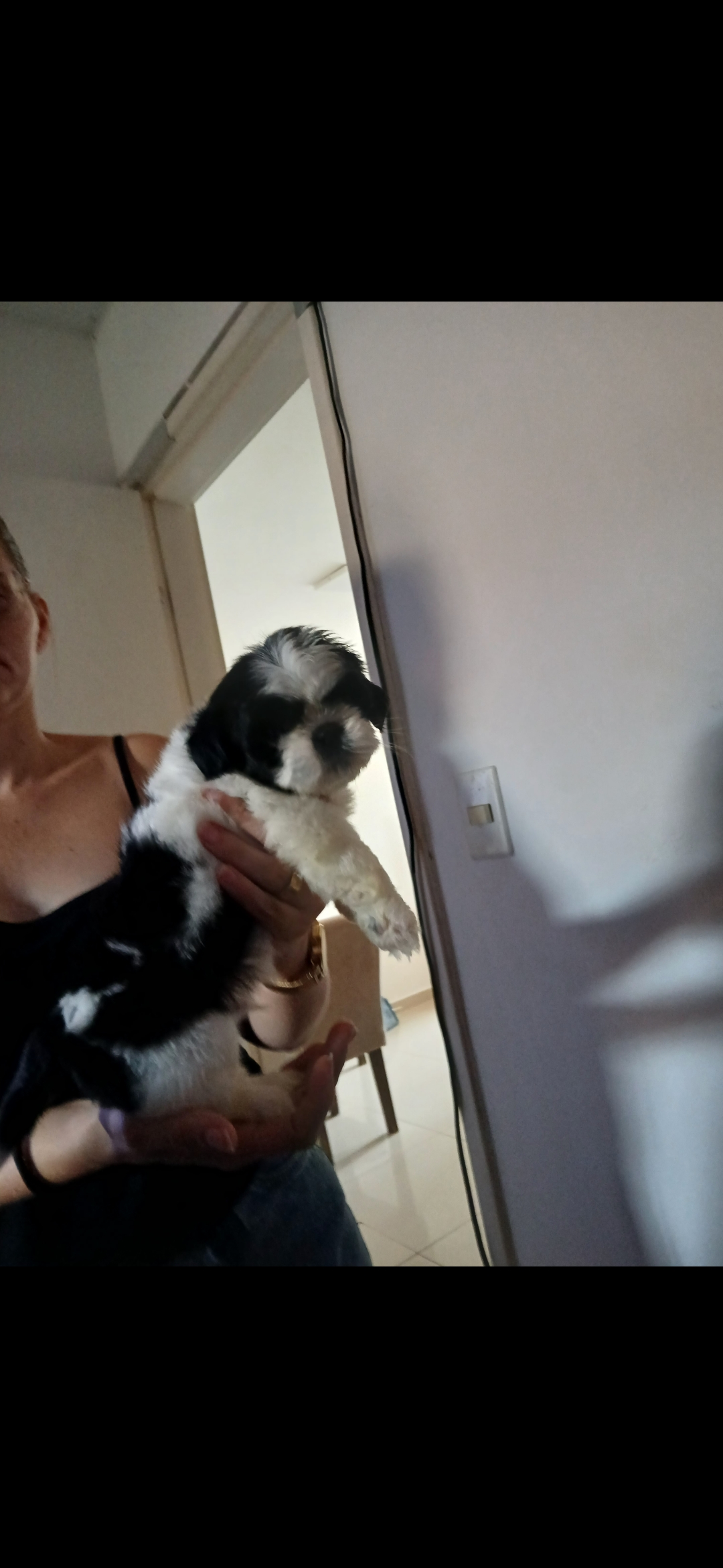 Portal Vendocão Vendo Filhote Shihtzu  Feira de Santana 
