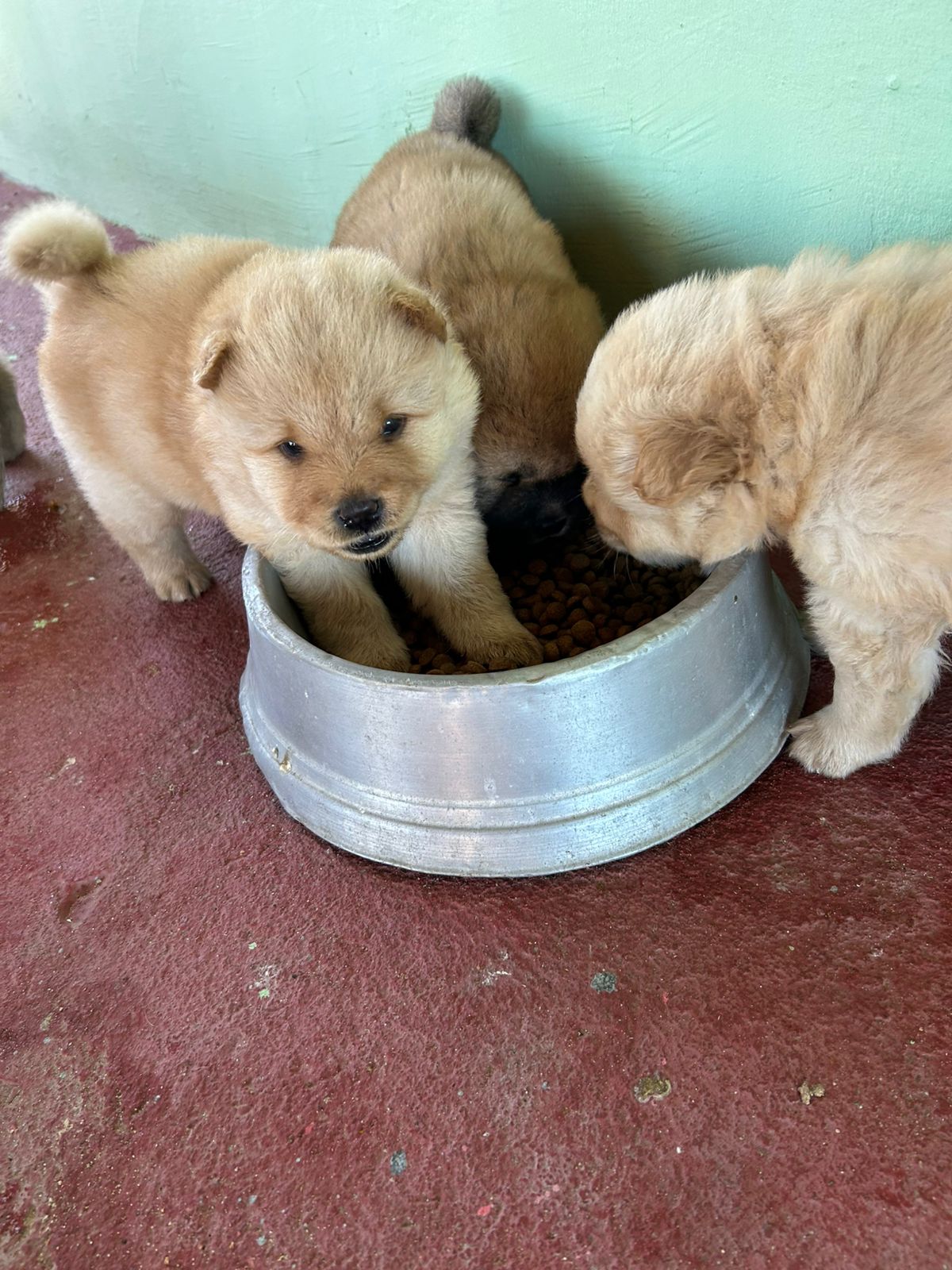Portal Vendocão Filhotes de chow chow natal