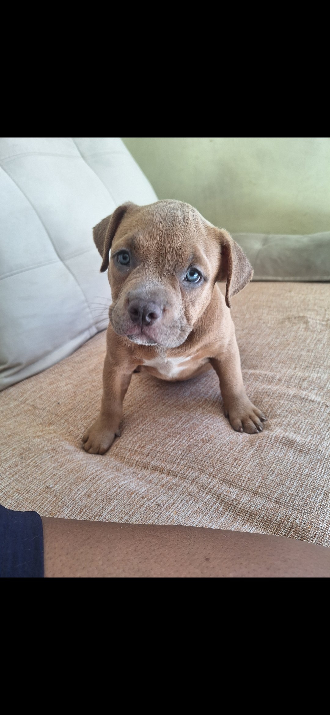 American bully  - Foto 3