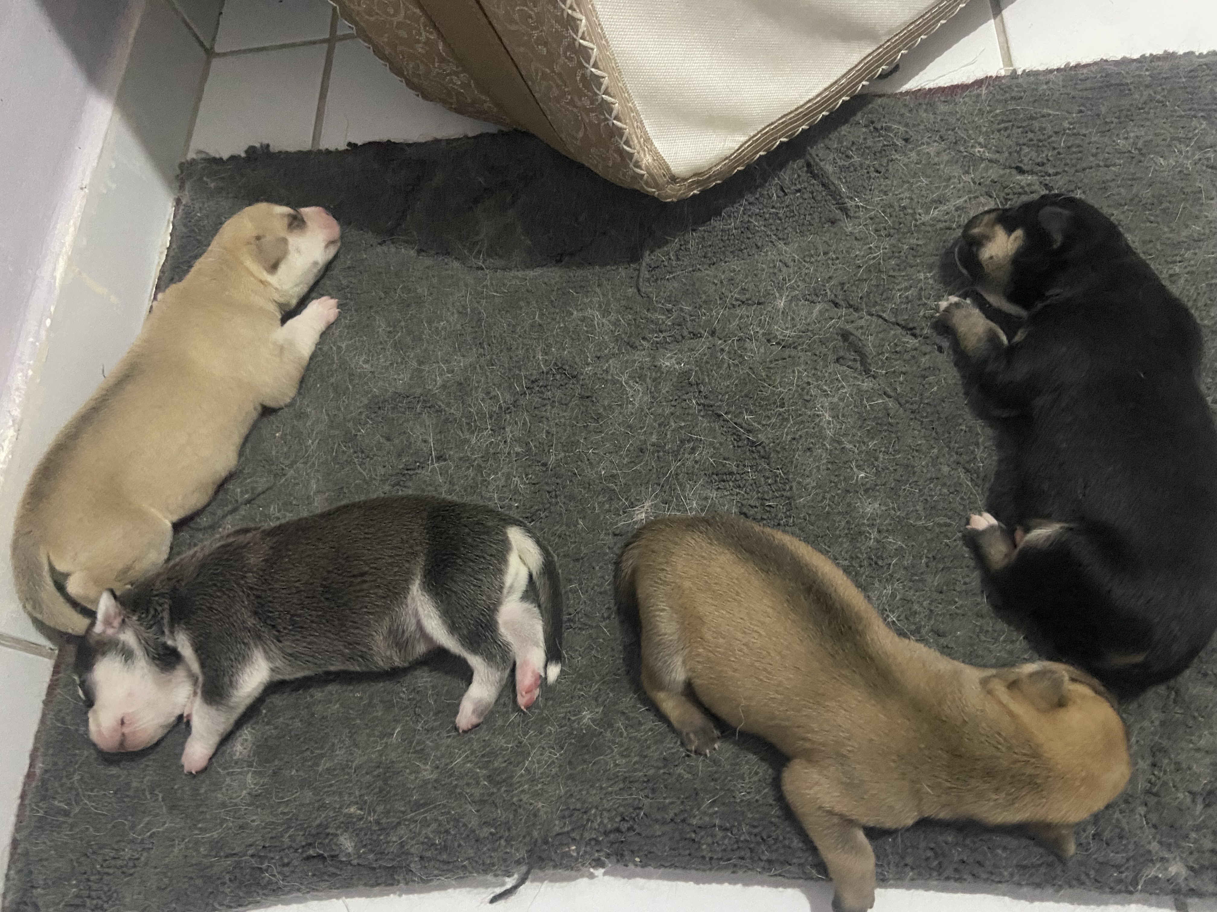 Filhote de Husky siberiano a venda - Foto 2