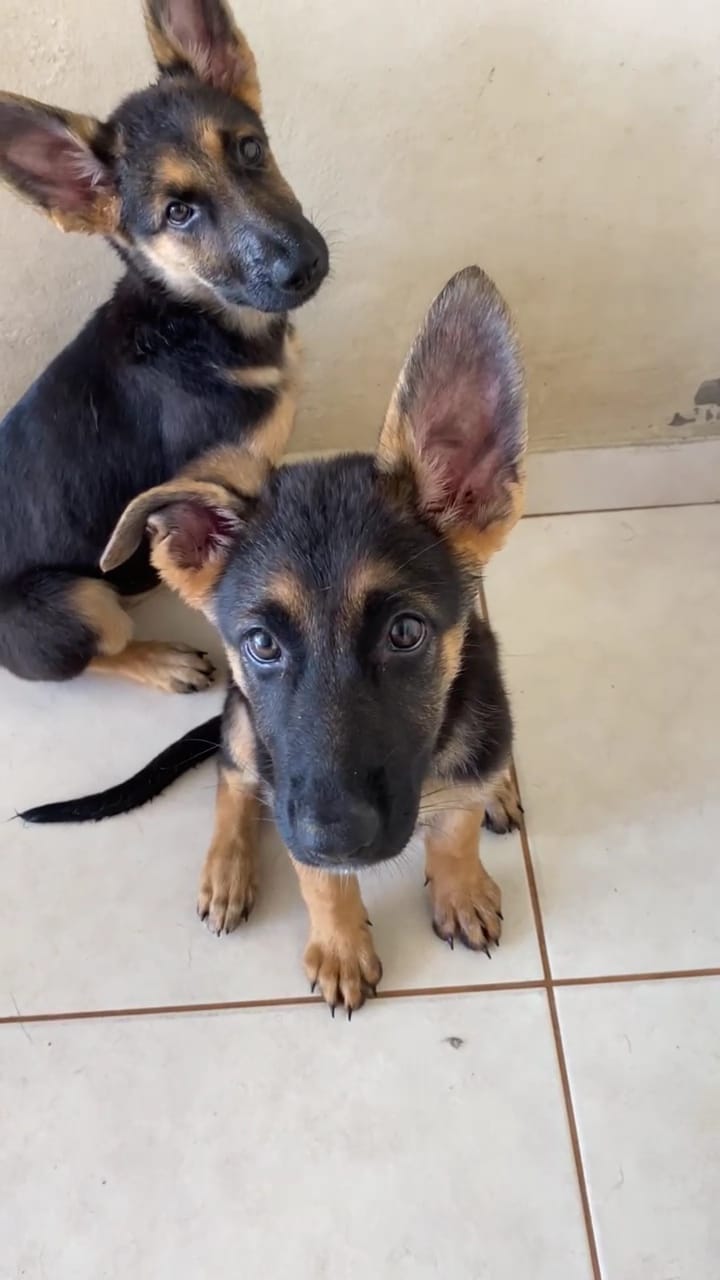 Portal Vendocão Vende pastor alemão femea Piracicaba